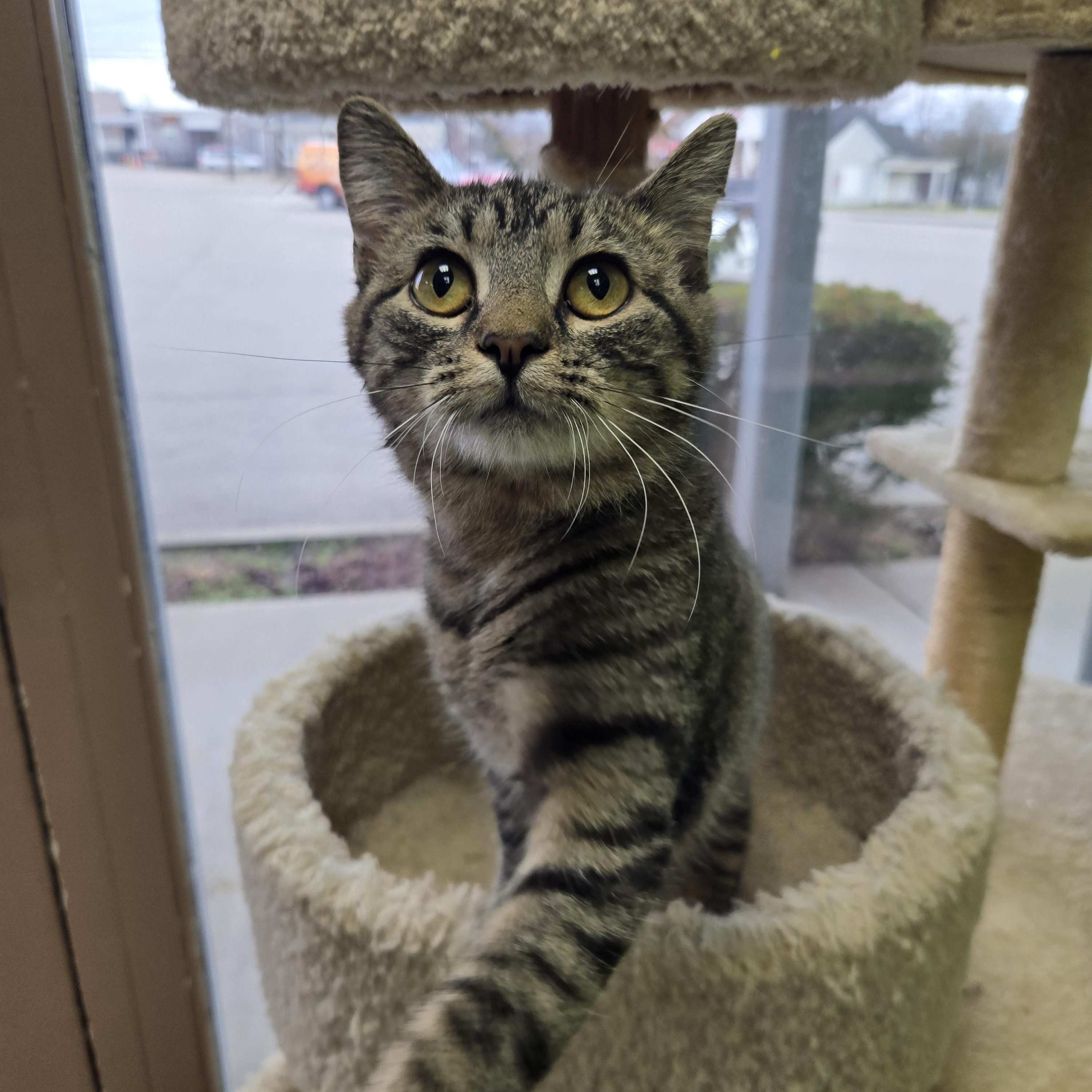 Miracle, an adopted Domestic Short Hair in Richmond, KY image 4/6