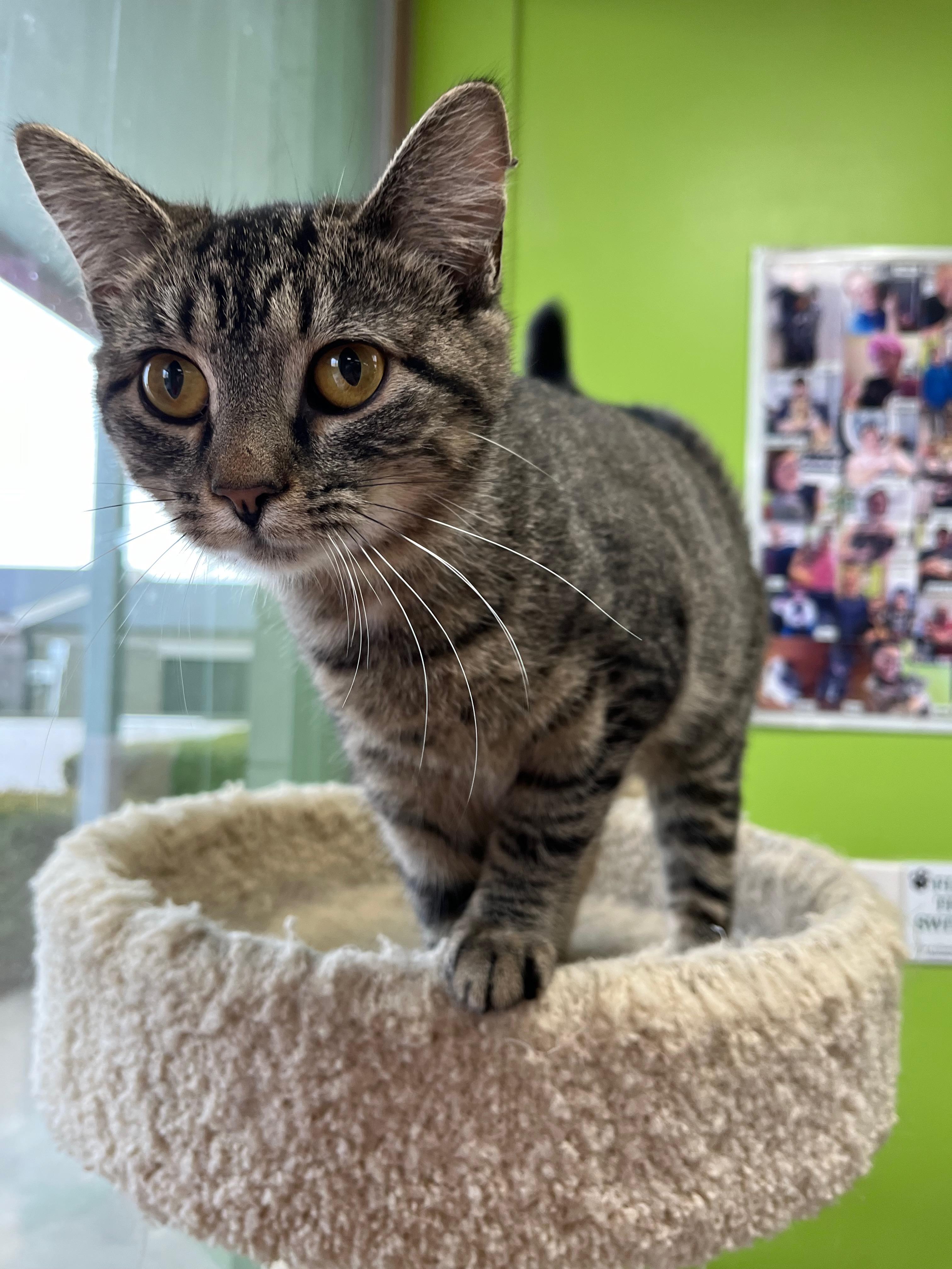 Miracle, an adopted Domestic Short Hair in Richmond, KY image 1/6