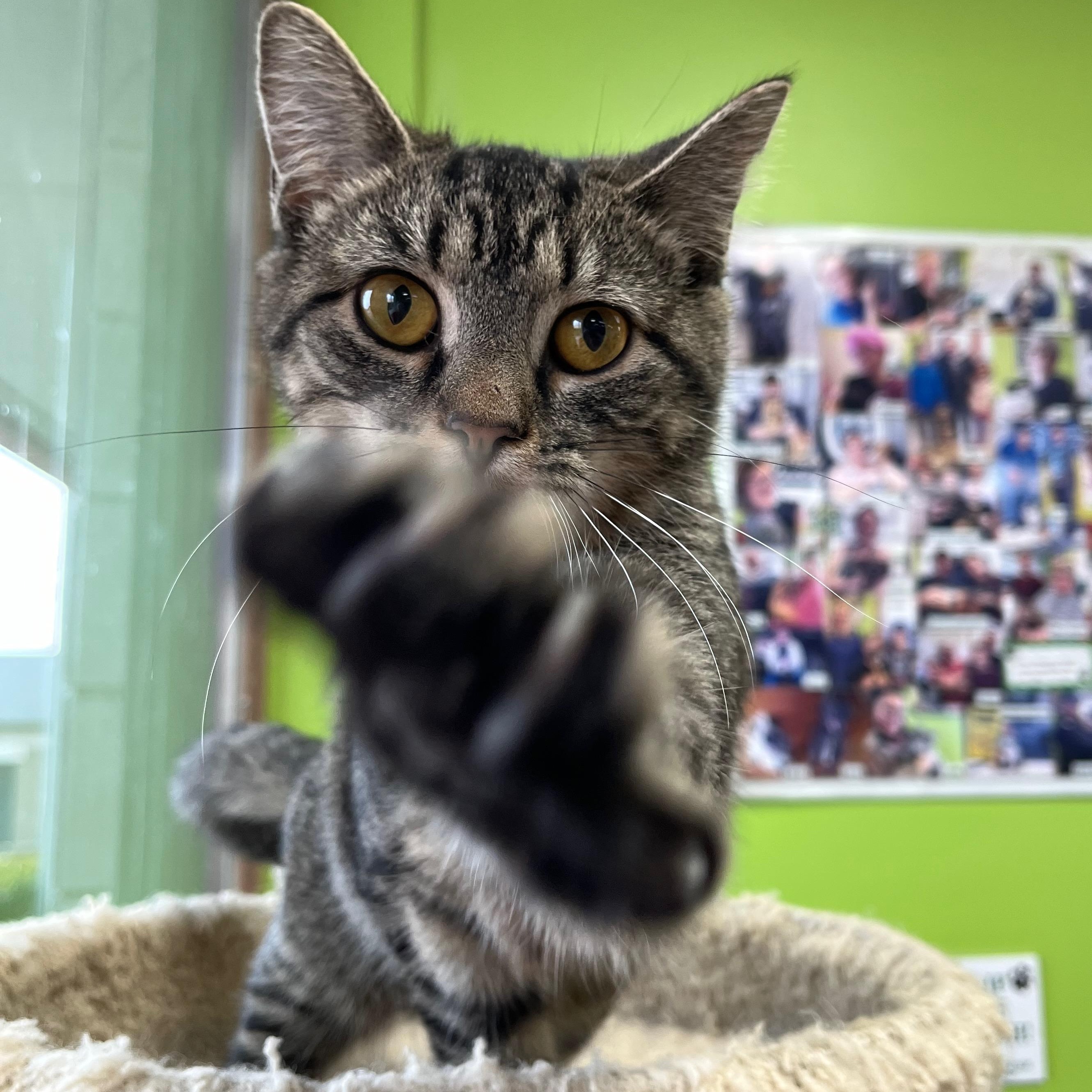 Miracle, an adopted Domestic Short Hair in Richmond, KY image 5/6