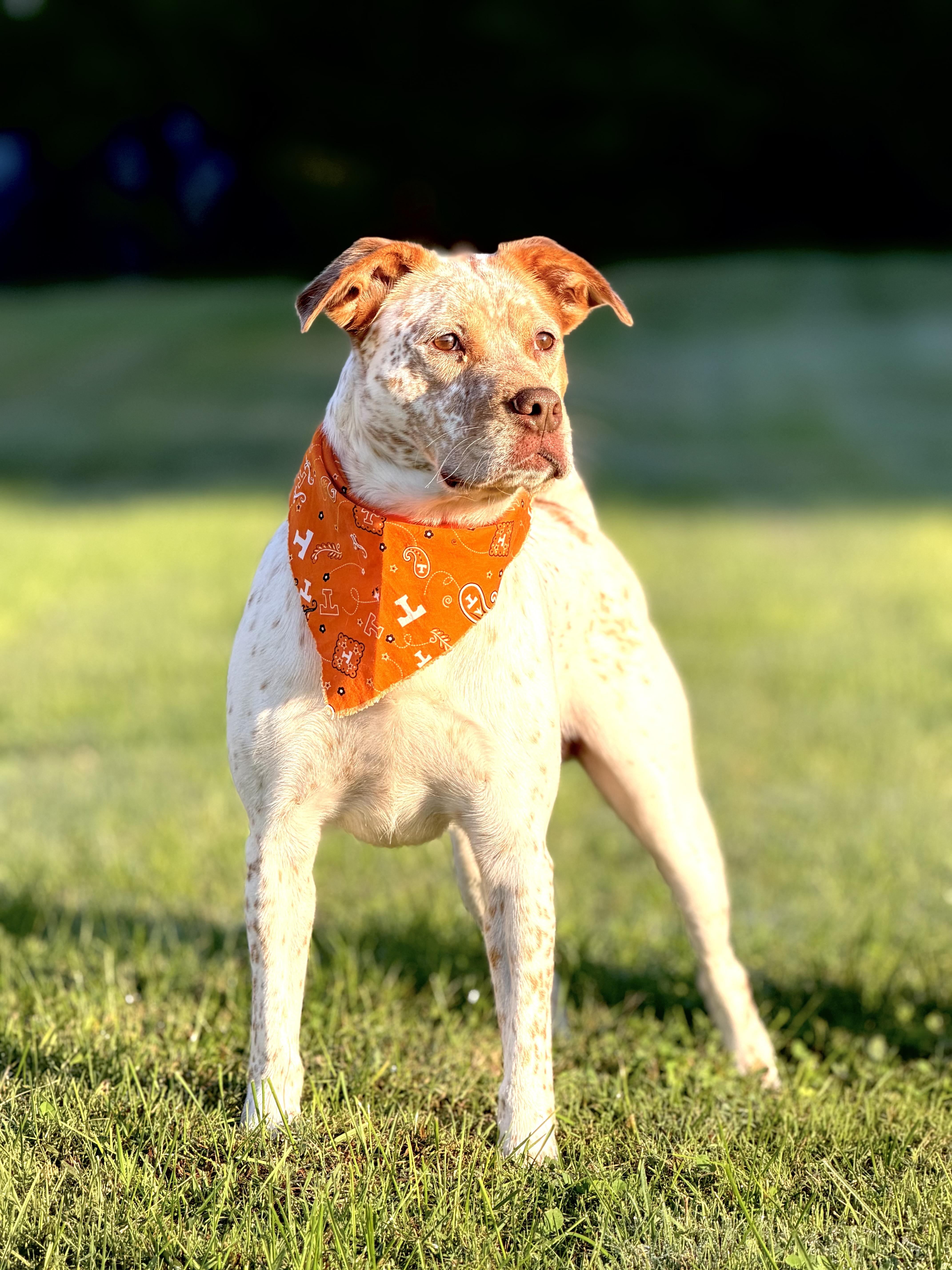 Enlarge Bingo, a Adoptable Australian Cattle Dog / Blue Heeler in Maryville, TN image 2/6
