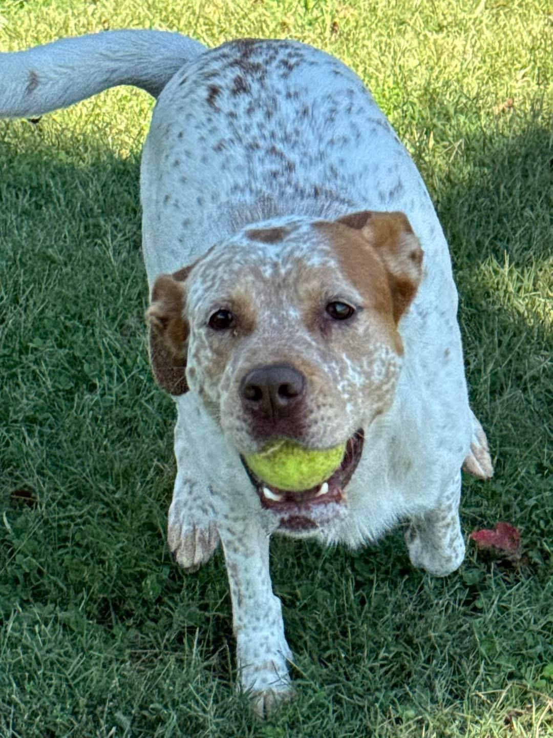 Enlarge Bingo, a Adoptable Australian Cattle Dog / Blue Heeler in Maryville, TN image 5/6