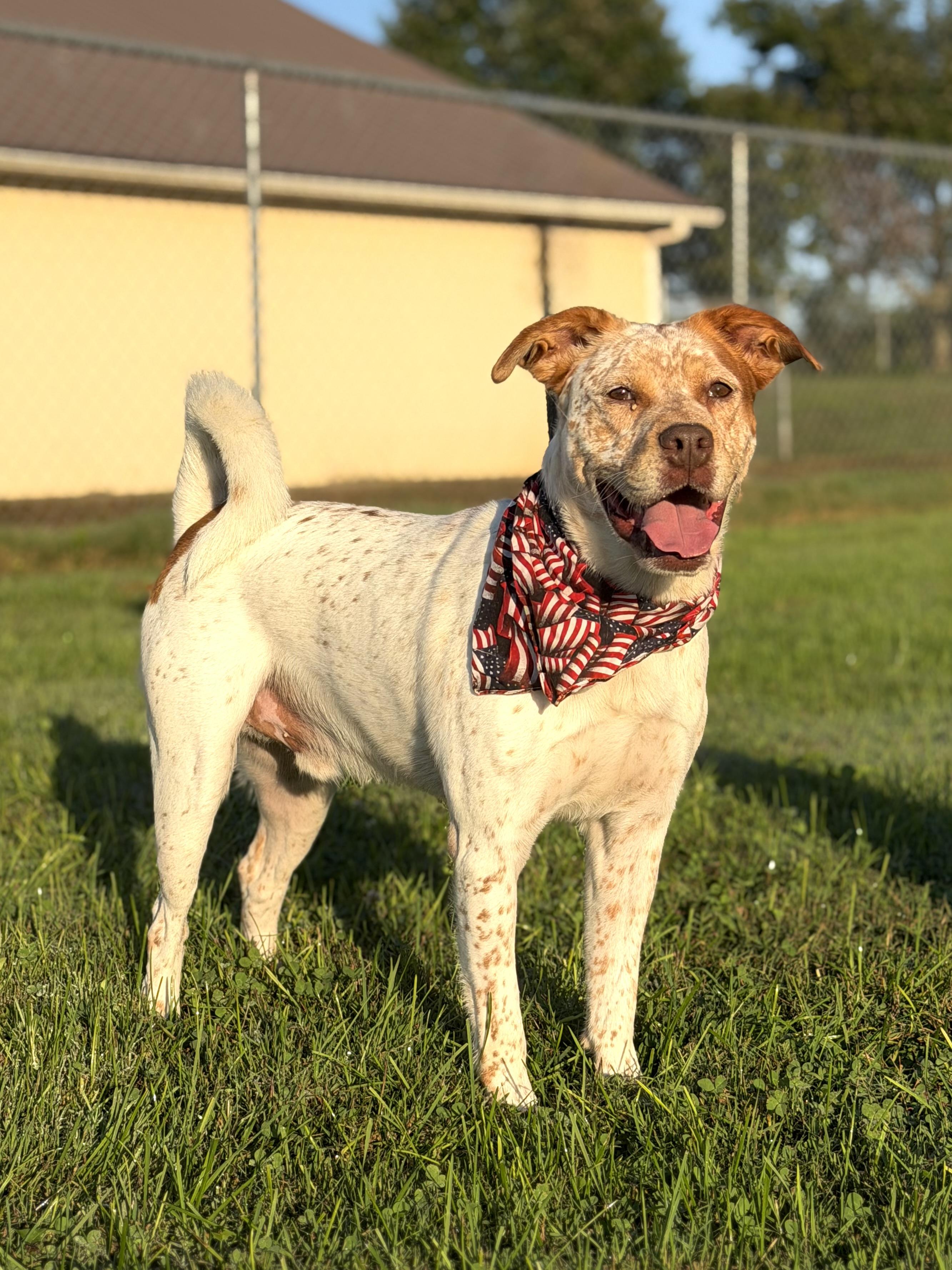 Enlarge Bingo, a Adoptable Australian Cattle Dog / Blue Heeler in Maryville, TN image 6/6