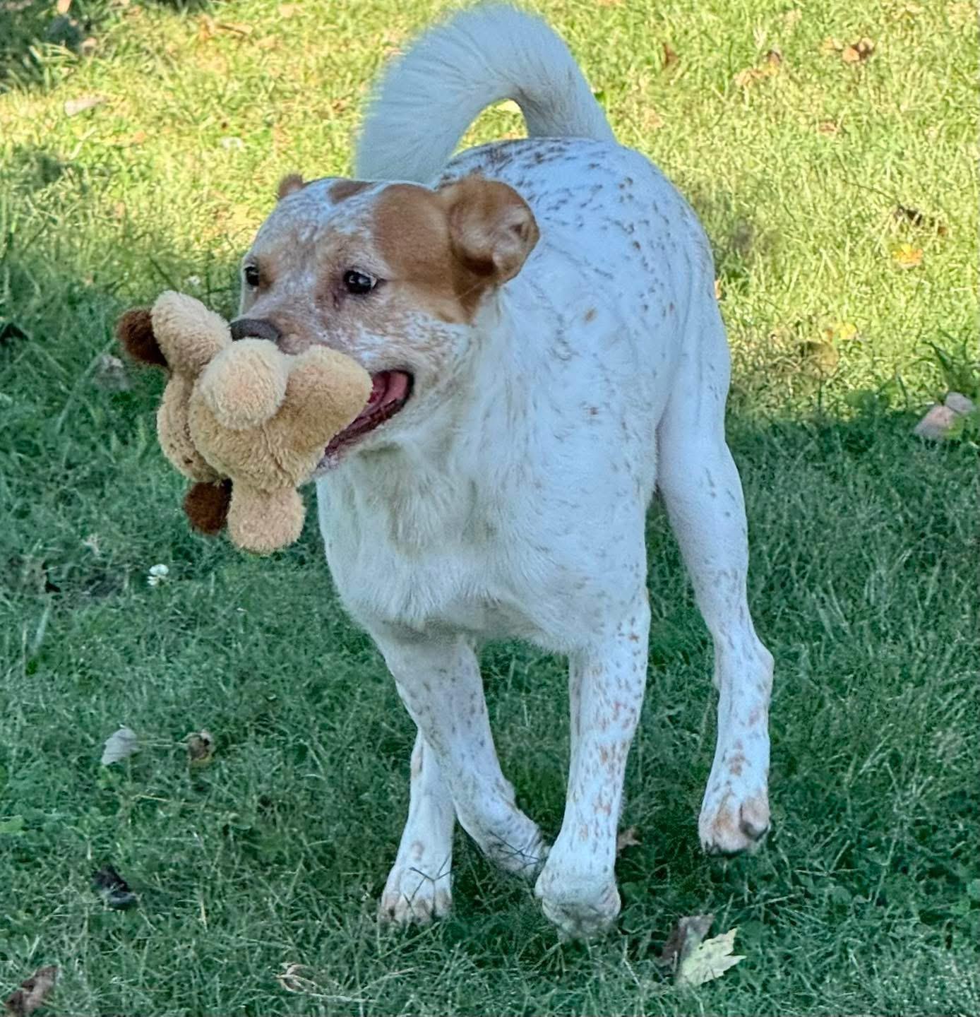 Bingo, Adoptable, Young Male Australian Cattle Dog / Blue Heeler.
