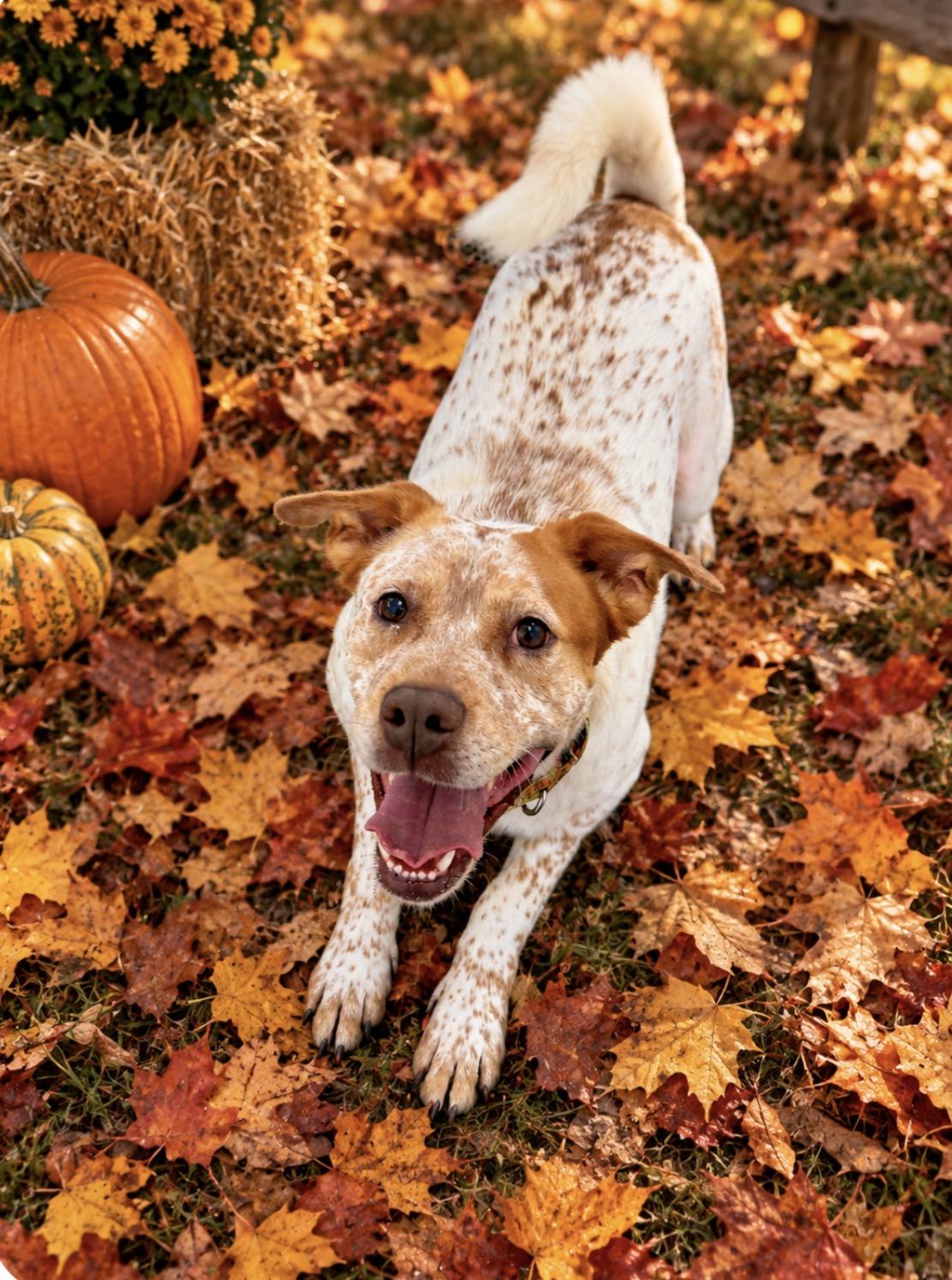 Enlarge Bingo, a Adoptable Australian Cattle Dog / Blue Heeler in Maryville, TN image 3/6