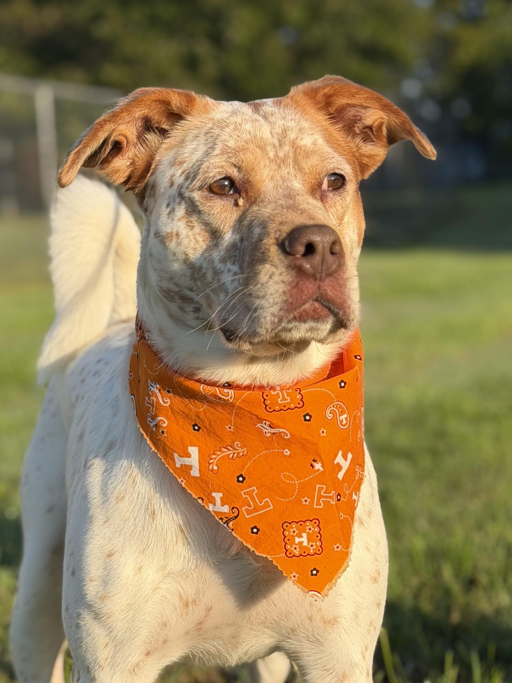 Enlarge Bingo, a Adoptable Australian Cattle Dog / Blue Heeler in Maryville, TN image 4/6