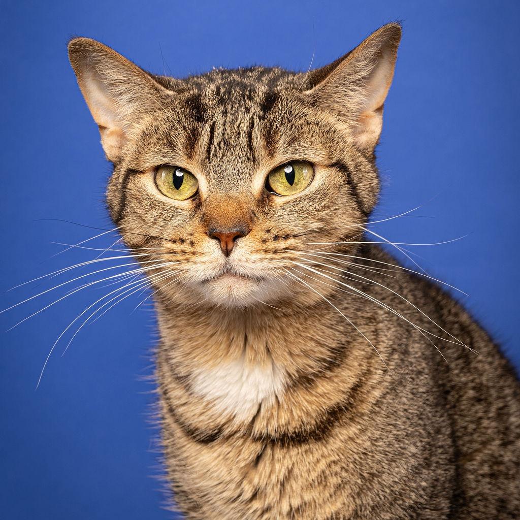 Charlotte, a Adoptable Domestic Short Hair in Cumming, GA image 1/6