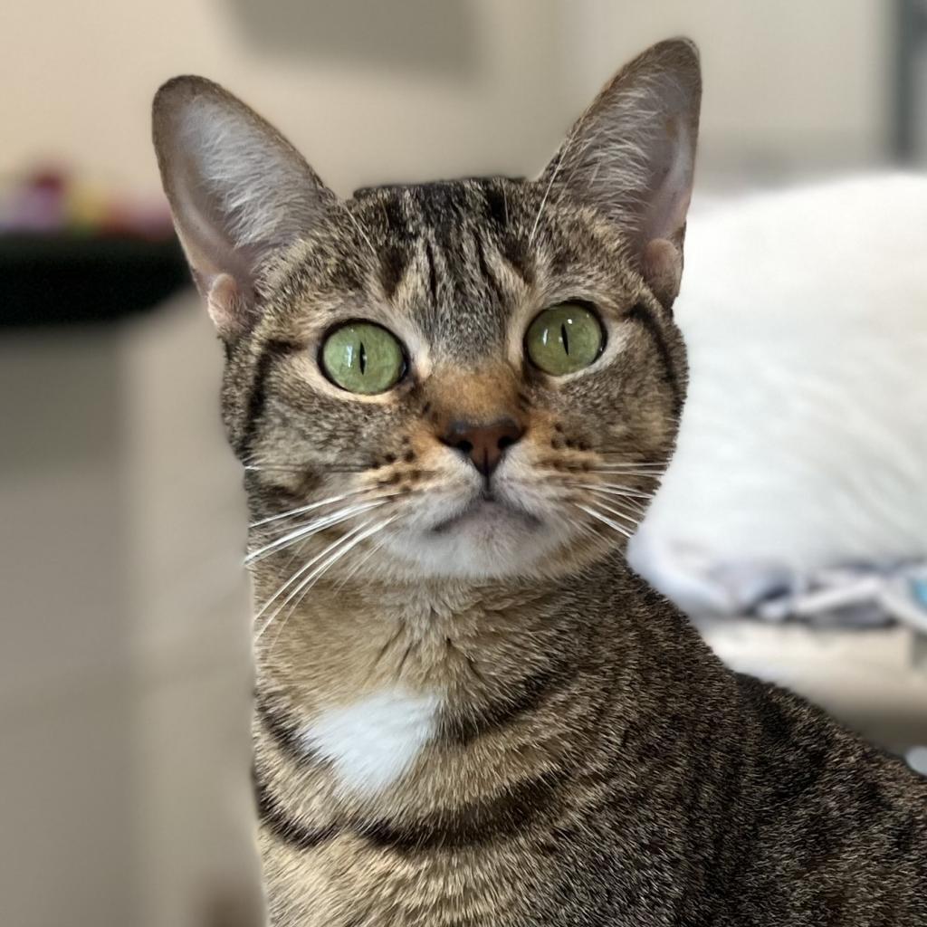 Charlotte, a Adoptable Domestic Short Hair in Cumming, GA image 3/6