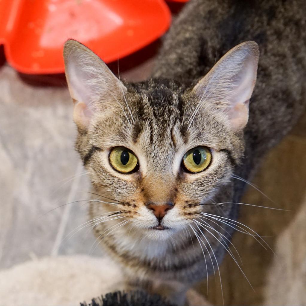 Charlotte, a Adoptable Domestic Short Hair in Cumming, GA image 4/6