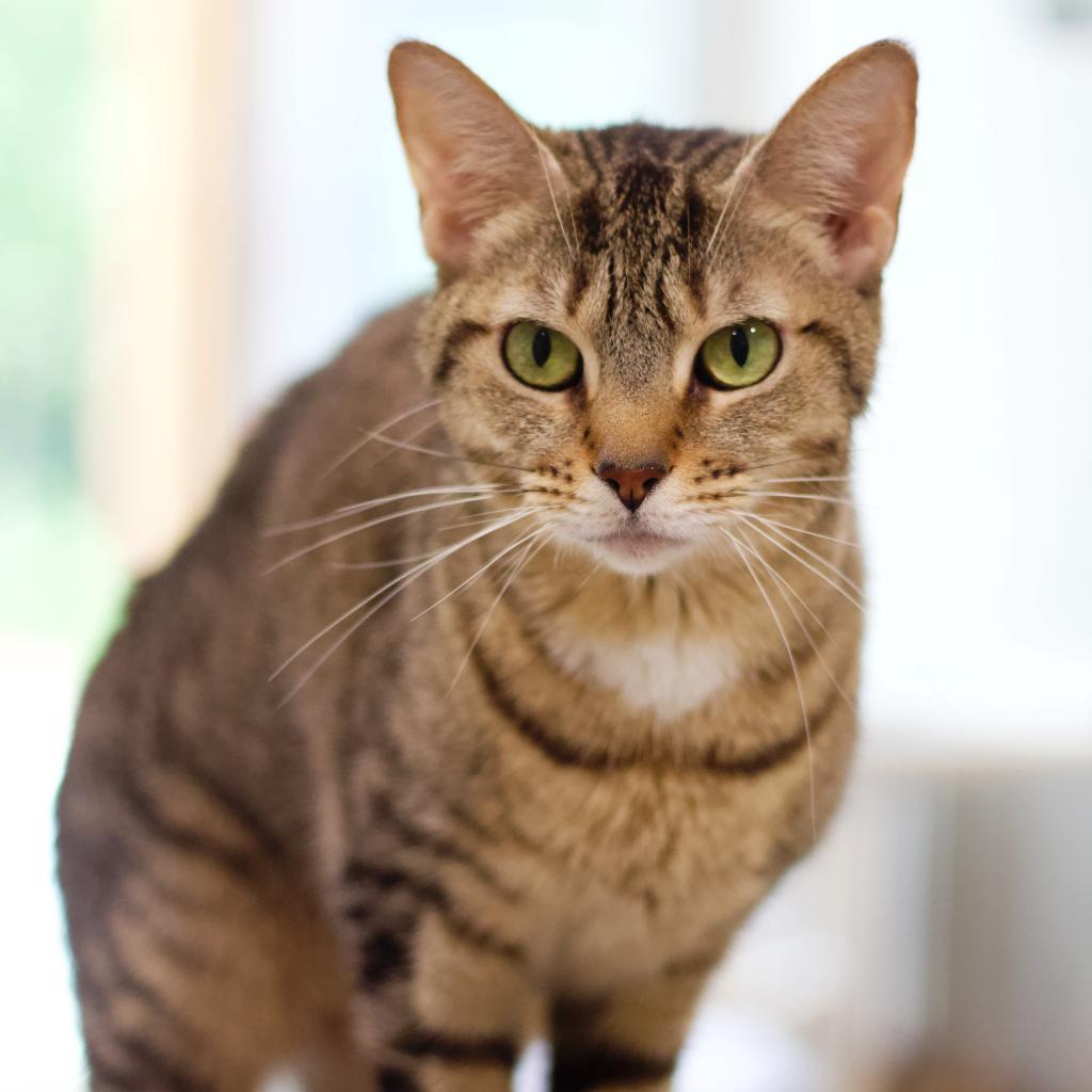 Charlotte, a Adoptable Domestic Short Hair in Cumming, GA image 6/6