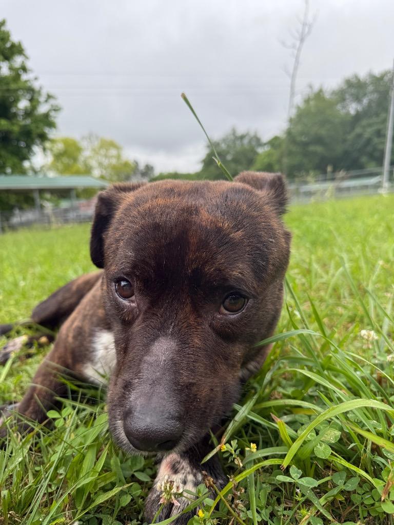 Bumper, Adoptable, Adult Male Pit Bull Terrier.