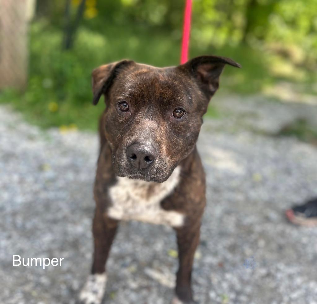 Enlarge Bumper, a Adoptable Pit Bull Terrier in Lawrenceburg, TN image 2/6