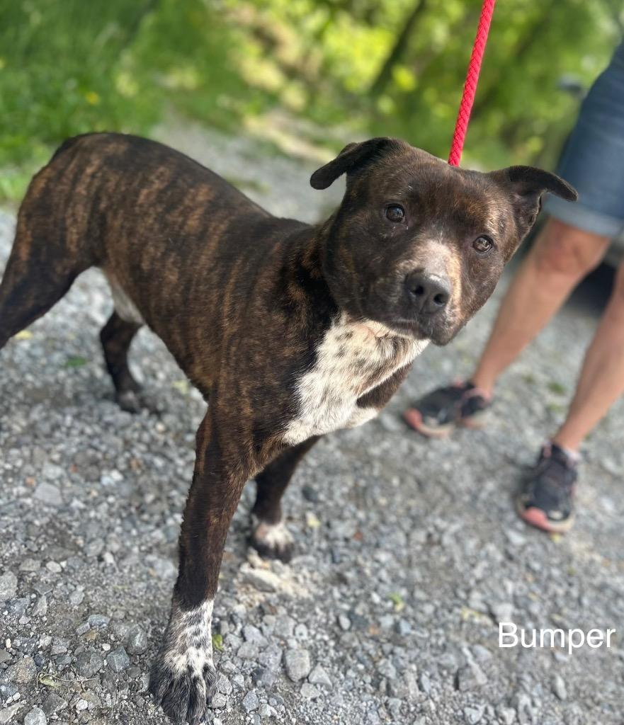 Enlarge Bumper, a Adoptable Pit Bull Terrier in Lawrenceburg, TN image 3/6