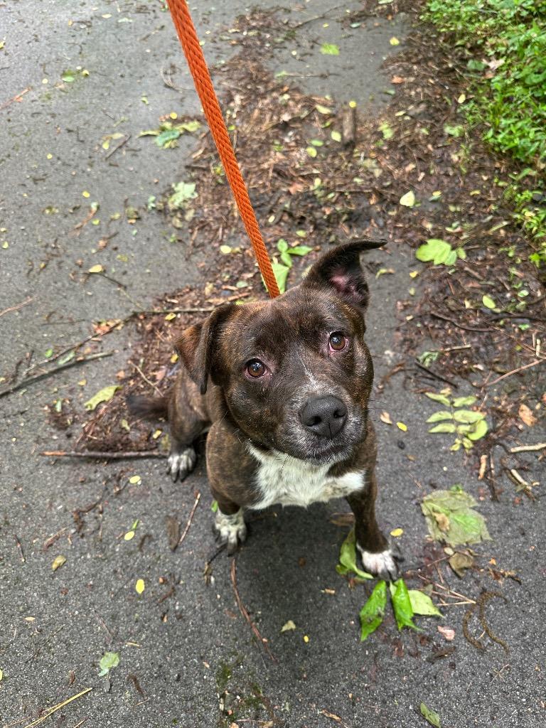 Enlarge Bumper, a Adoptable Pit Bull Terrier in Lawrenceburg, TN image 4/6