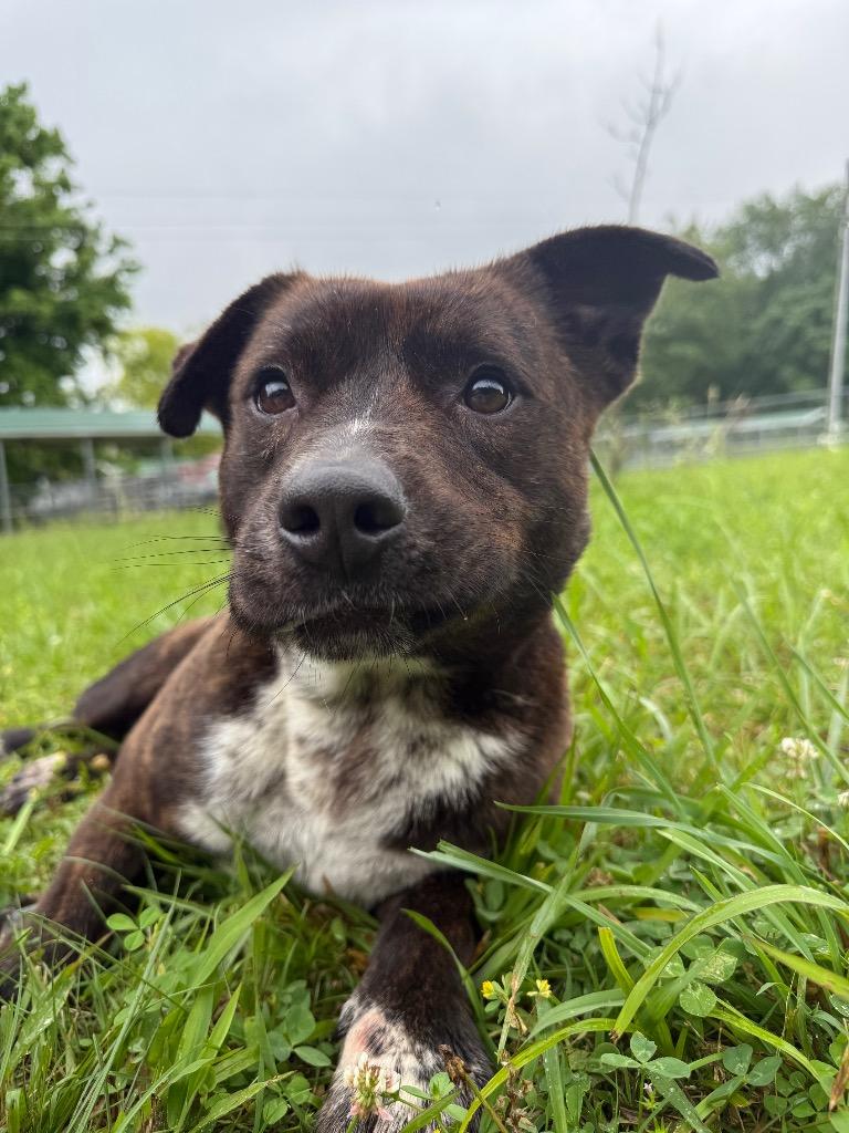 Enlarge Bumper, a Adoptable Pit Bull Terrier in Lawrenceburg, TN image 5/6