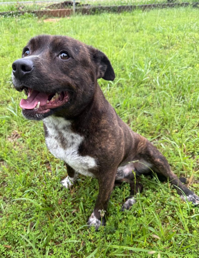 Enlarge Bumper, a Adoptable Pit Bull Terrier in Lawrenceburg, TN image 6/6