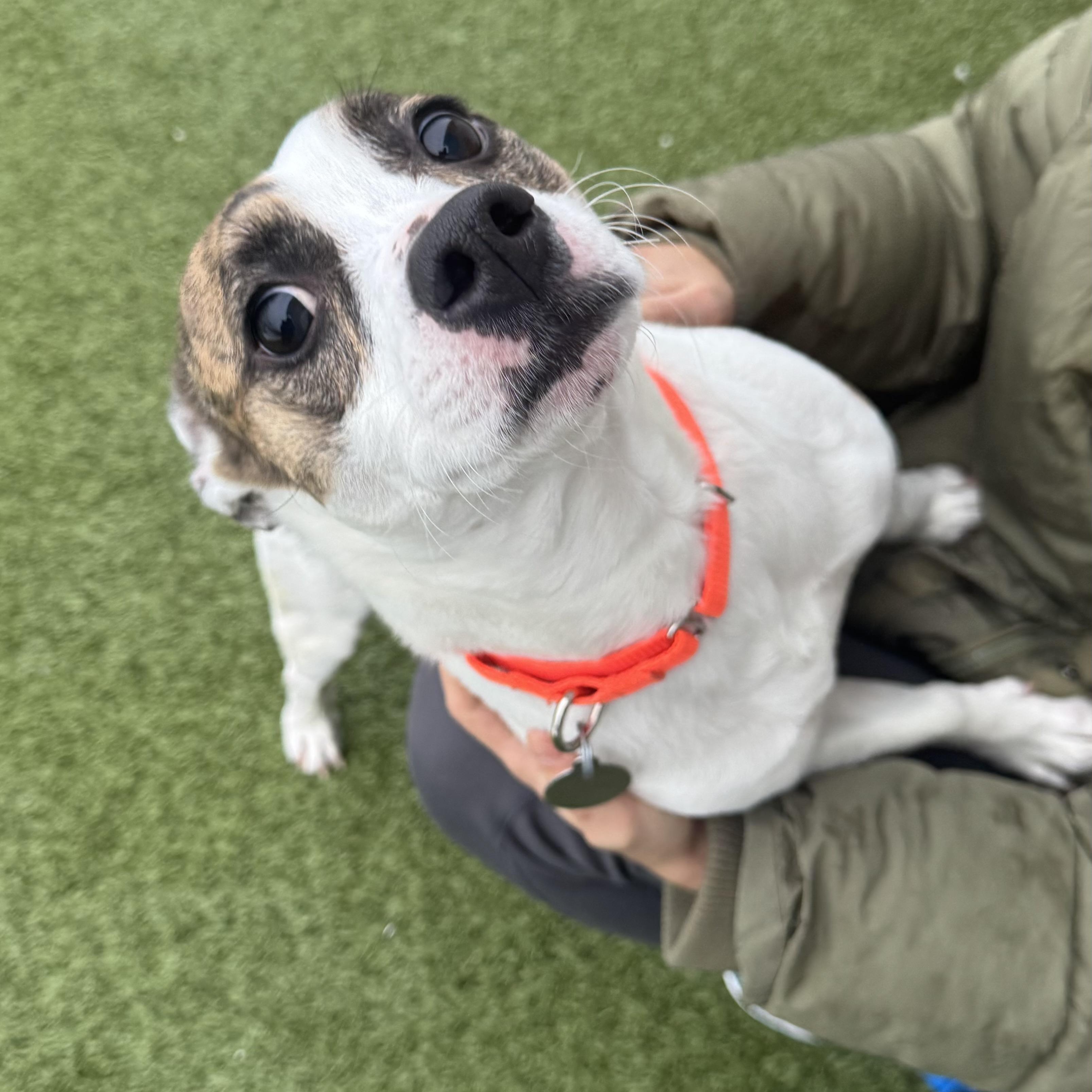 Enlarge Gump, an adopted mixed breed in Fall River, MA image 3/5