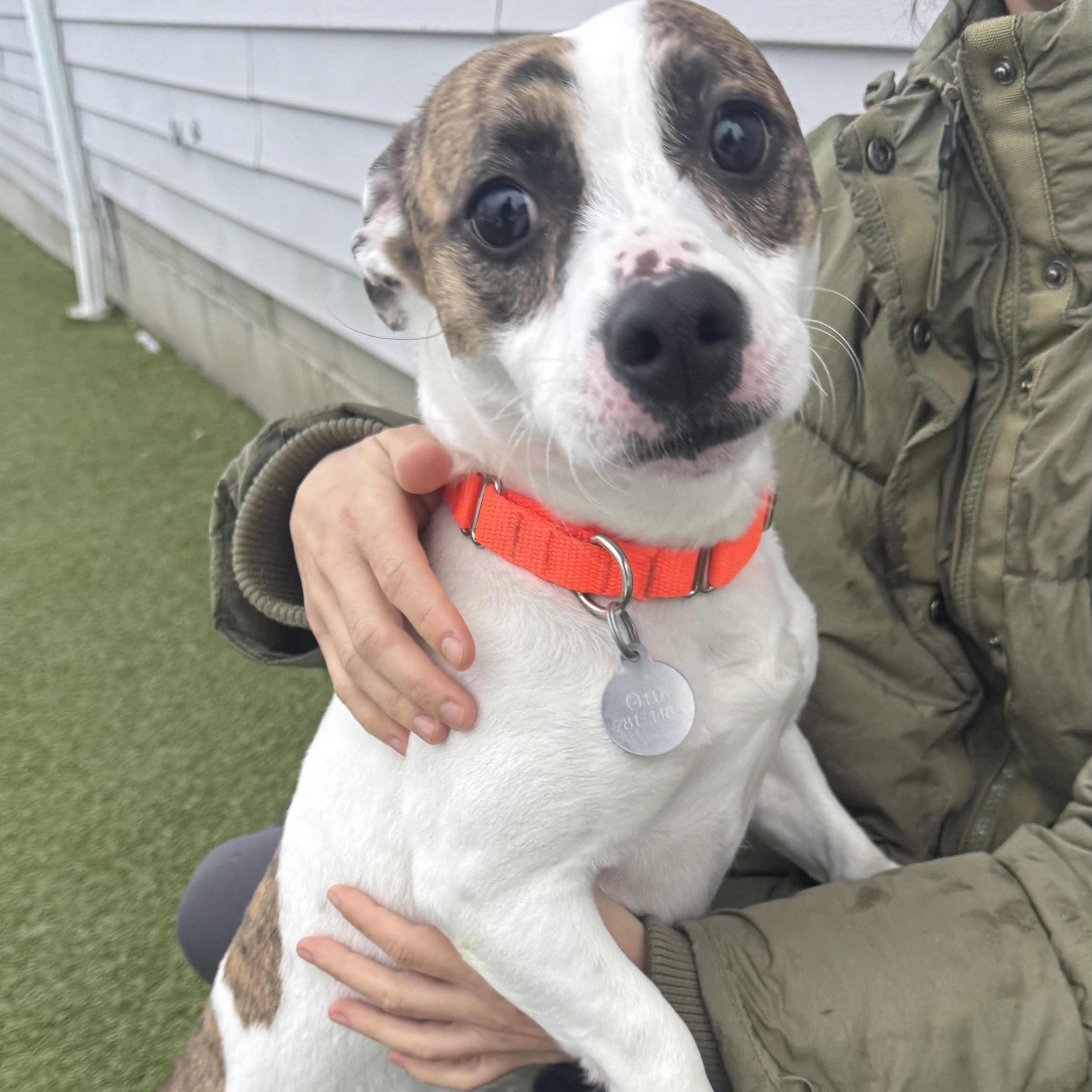 Enlarge Gump, an adopted mixed breed in Fall River, MA image 2/5