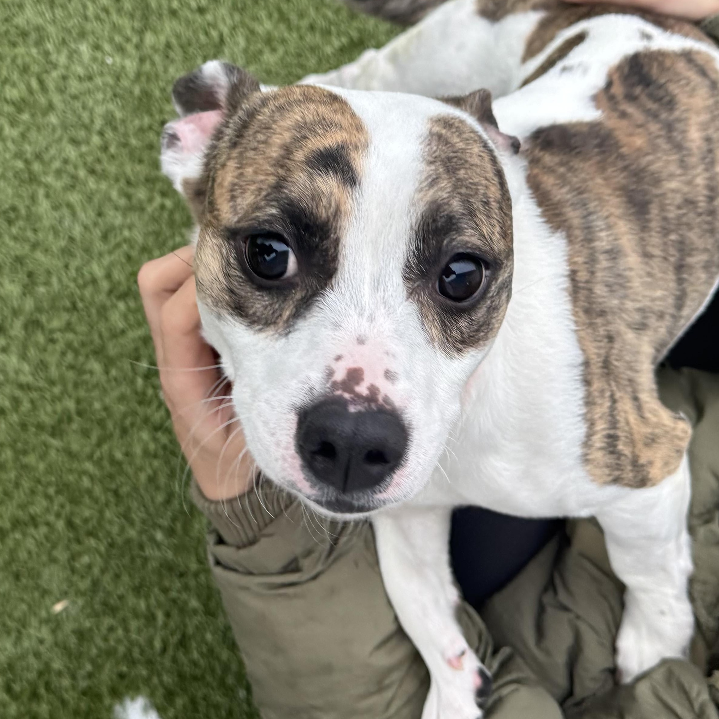 Enlarge Gump, an adopted mixed breed in Fall River, MA image 4/5