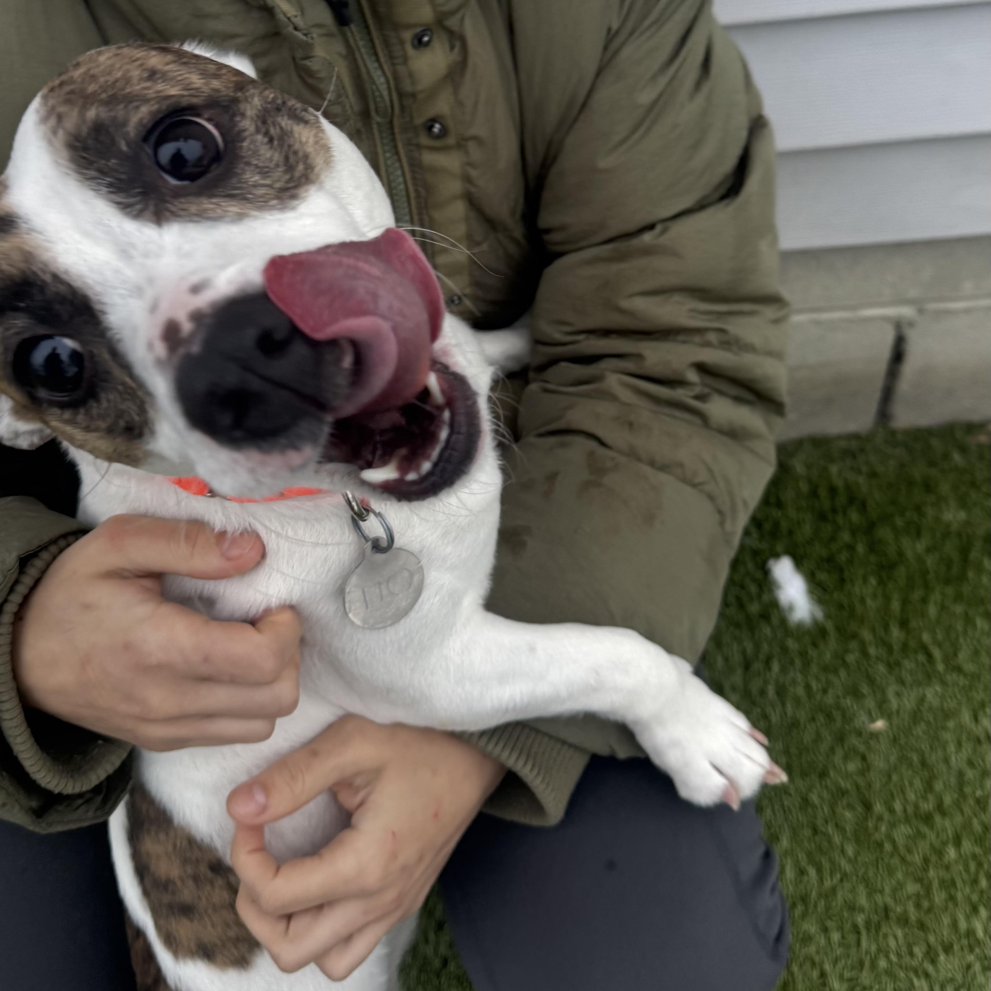 Gump, ADOPTABLE, Young Male Jack Russell Terrier & Chihuahua.