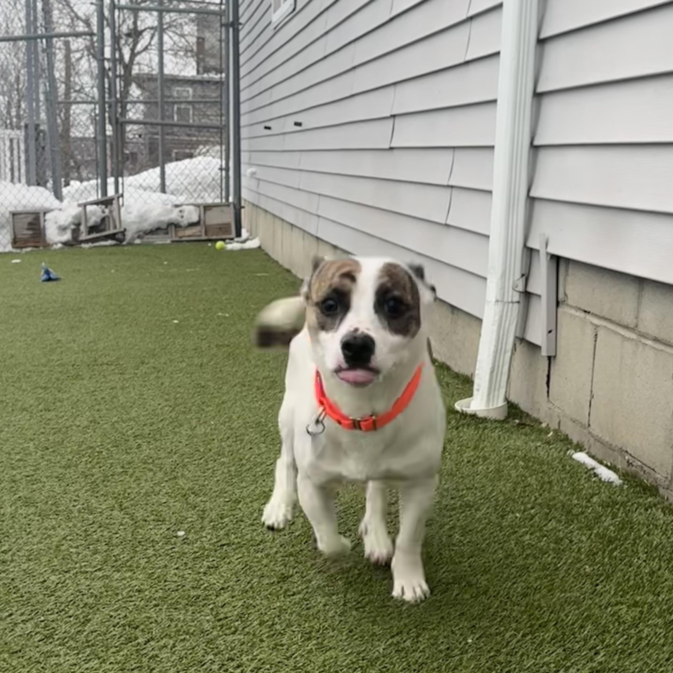 Enlarge Gump, an adopted mixed breed in Fall River, MA image 5/5