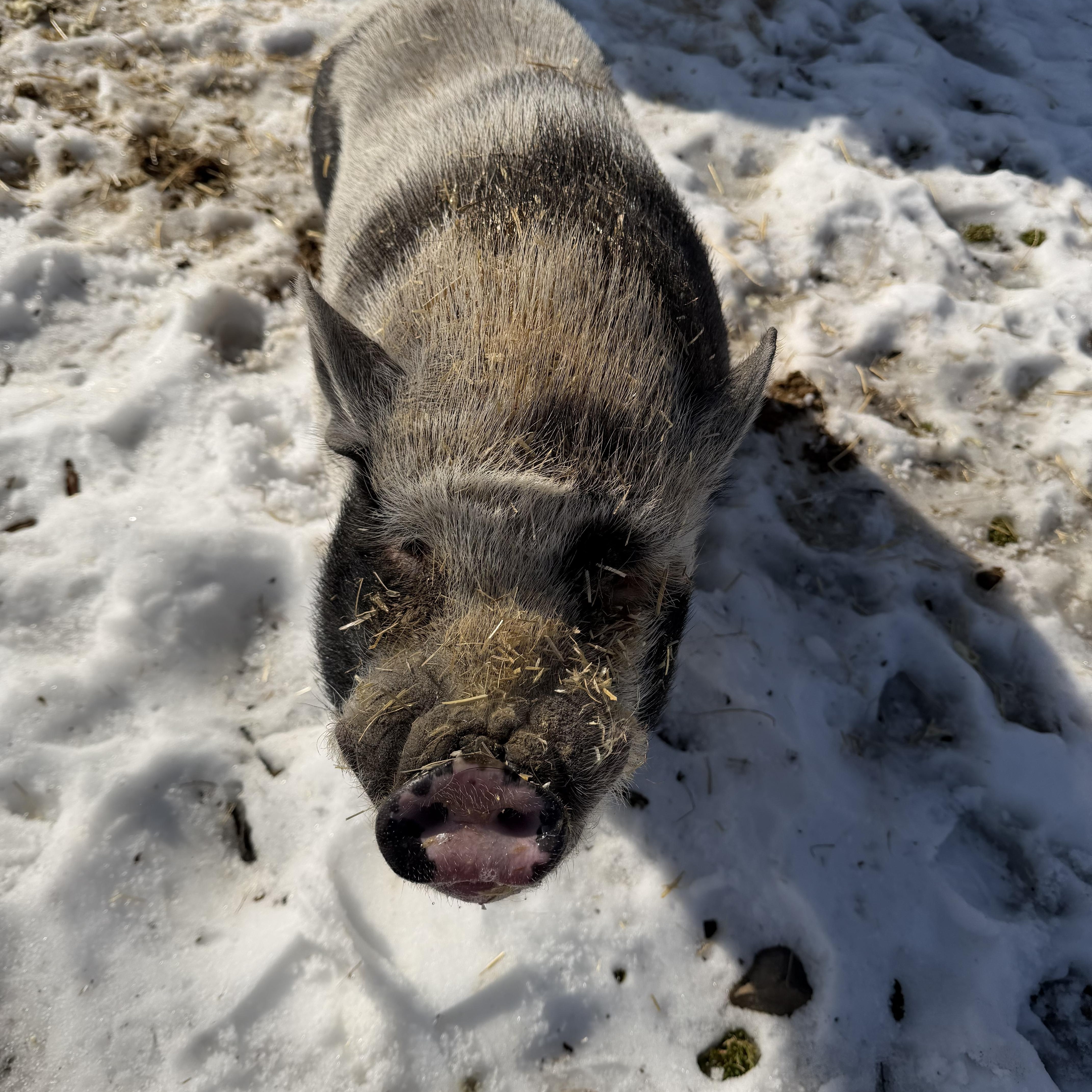 Enlarge Hennessy, a ADOPTABLE Pot Bellied in Ravenna, OH image 3/4