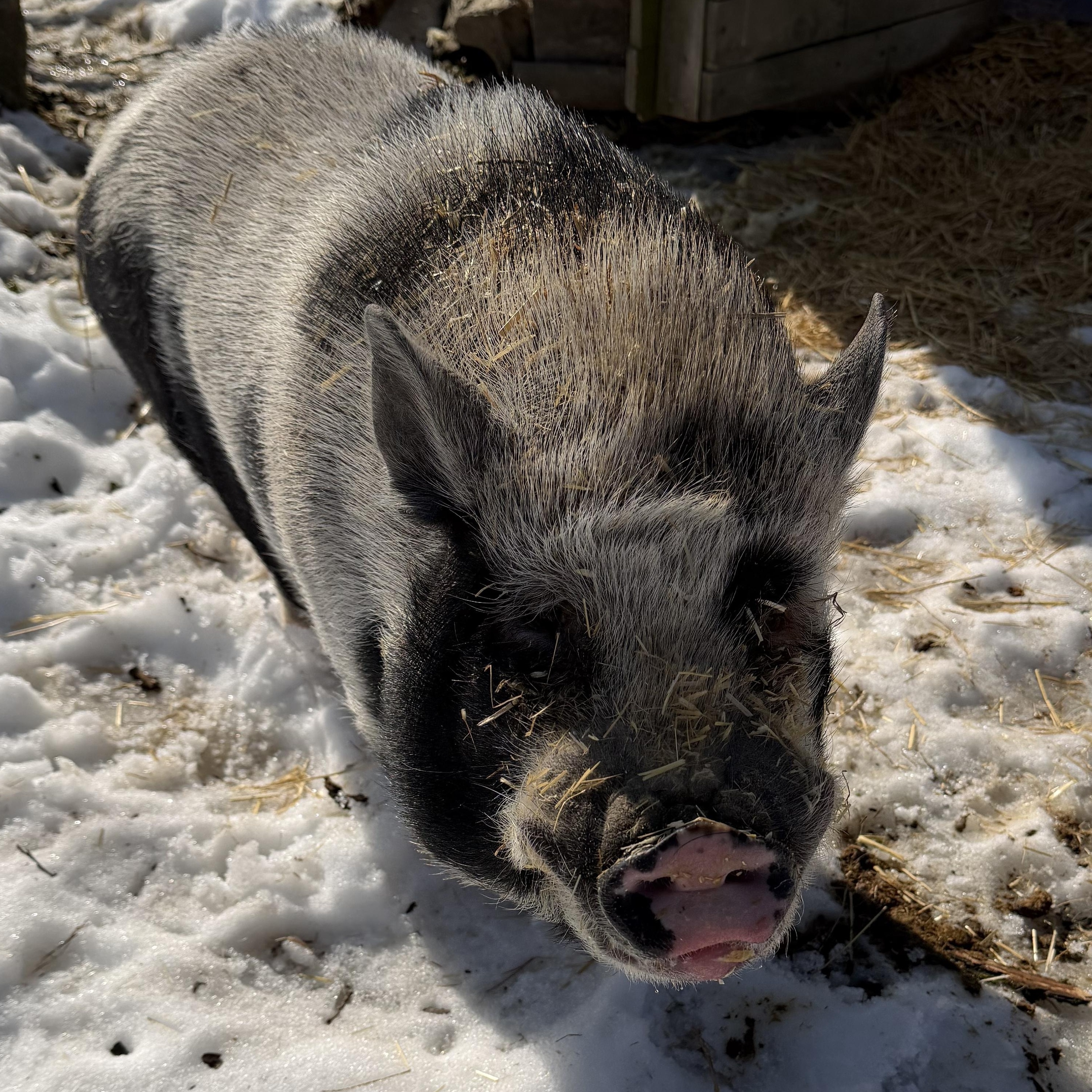 Enlarge Hennessy, a ADOPTABLE Pot Bellied in Ravenna, OH image 2/4