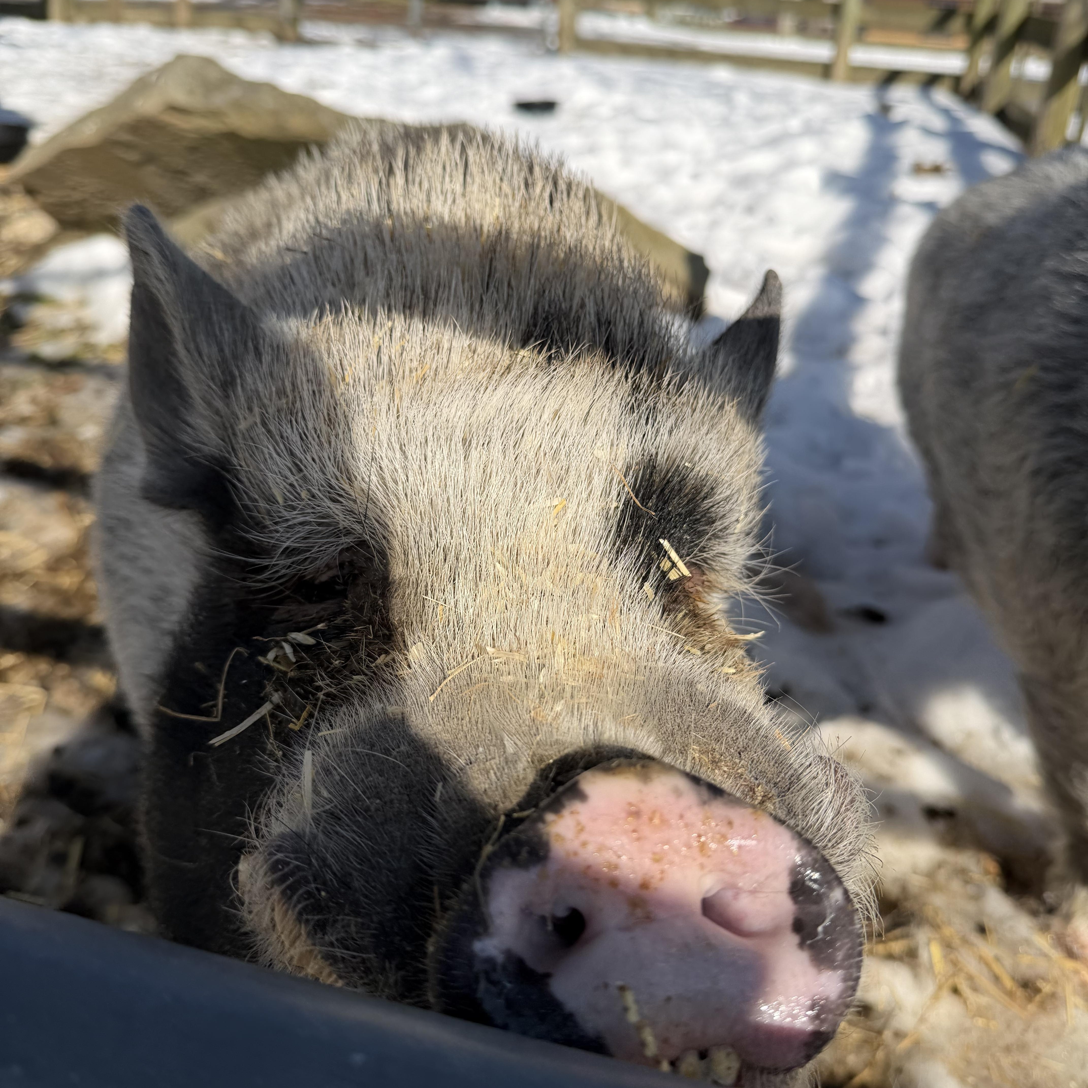 Enlarge Hennessy, a ADOPTABLE Pot Bellied in Ravenna, OH image 4/4