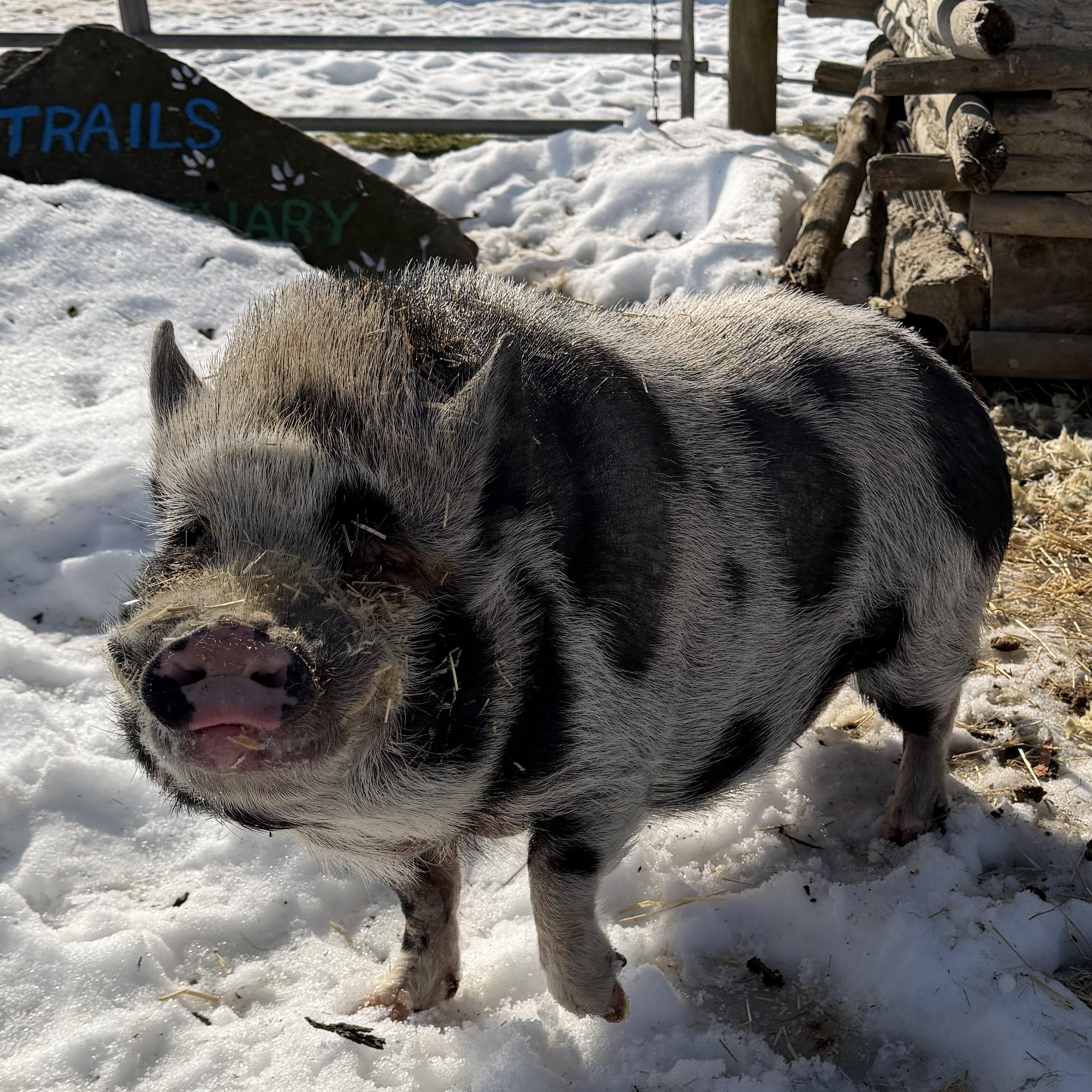 Enlarge Hennessy, a ADOPTABLE Pot Bellied in Ravenna, OH image 1/4