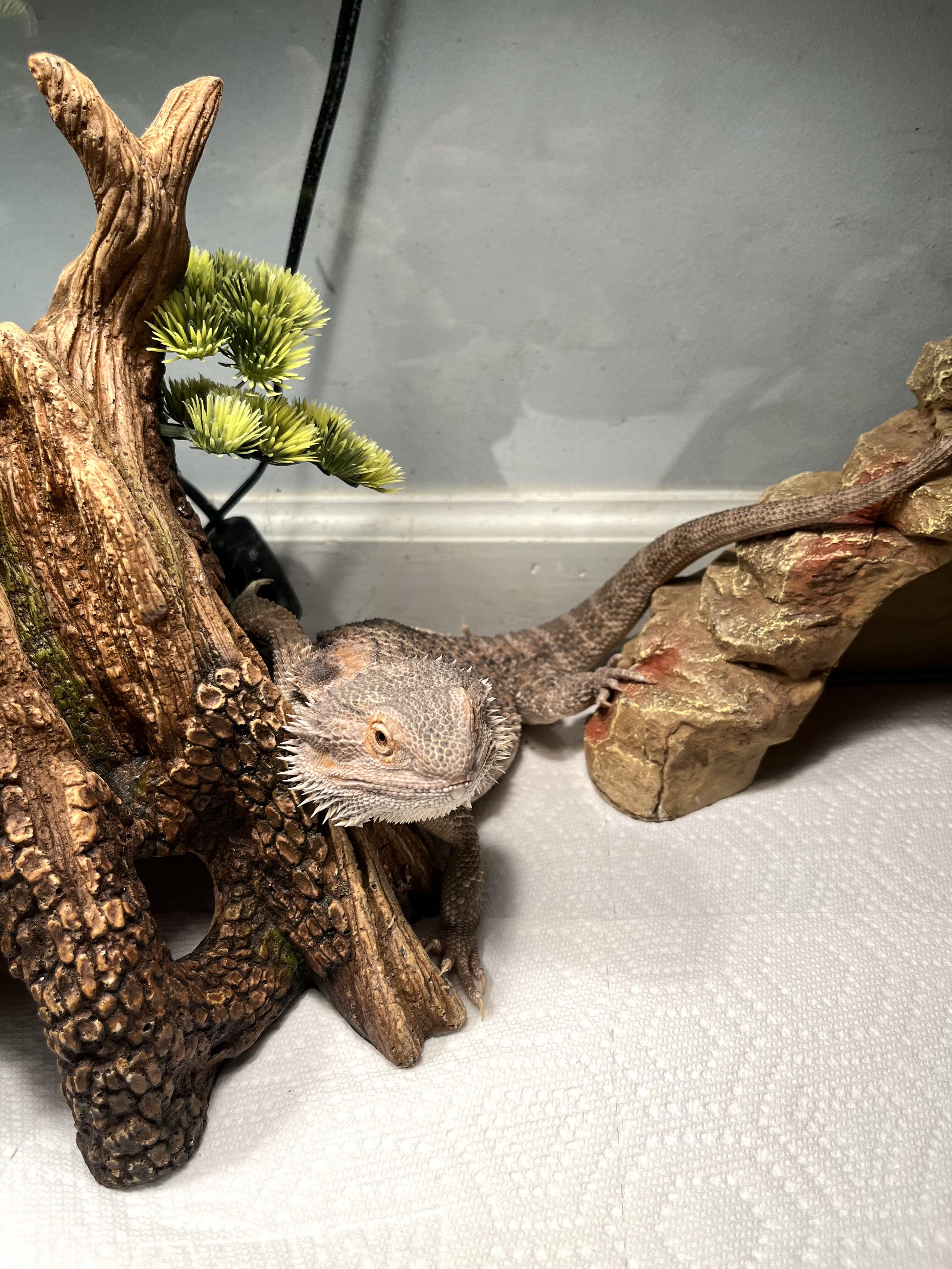 Pumpkin, an adopted Bearded Dragon in Woodlynne, NJ image 1/5