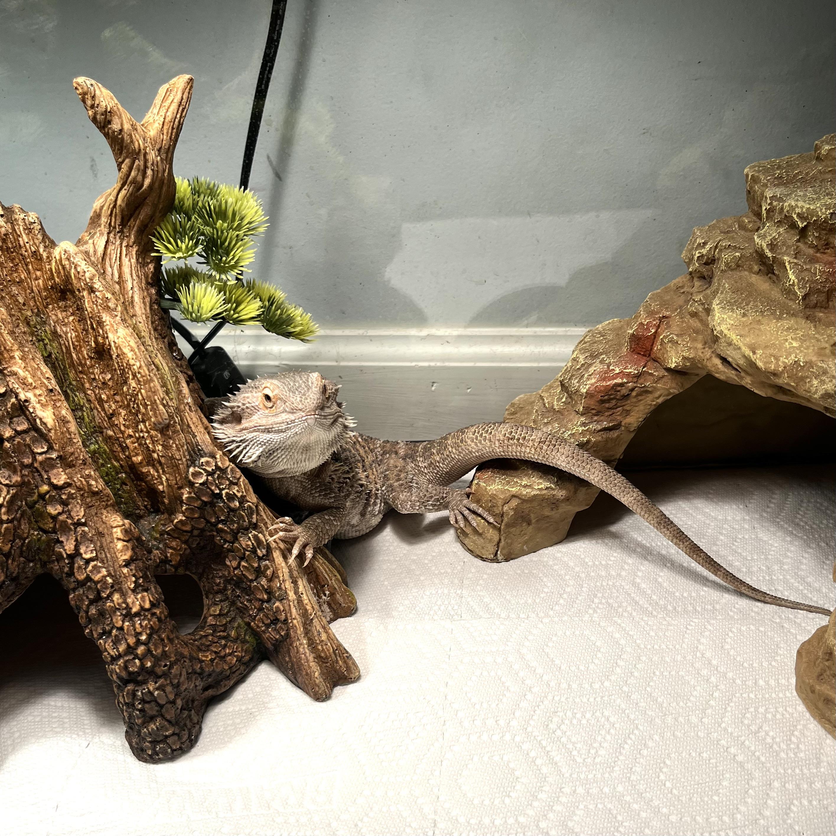 Pumpkin, an adopted Bearded Dragon in Woodlynne, NJ image 2/5