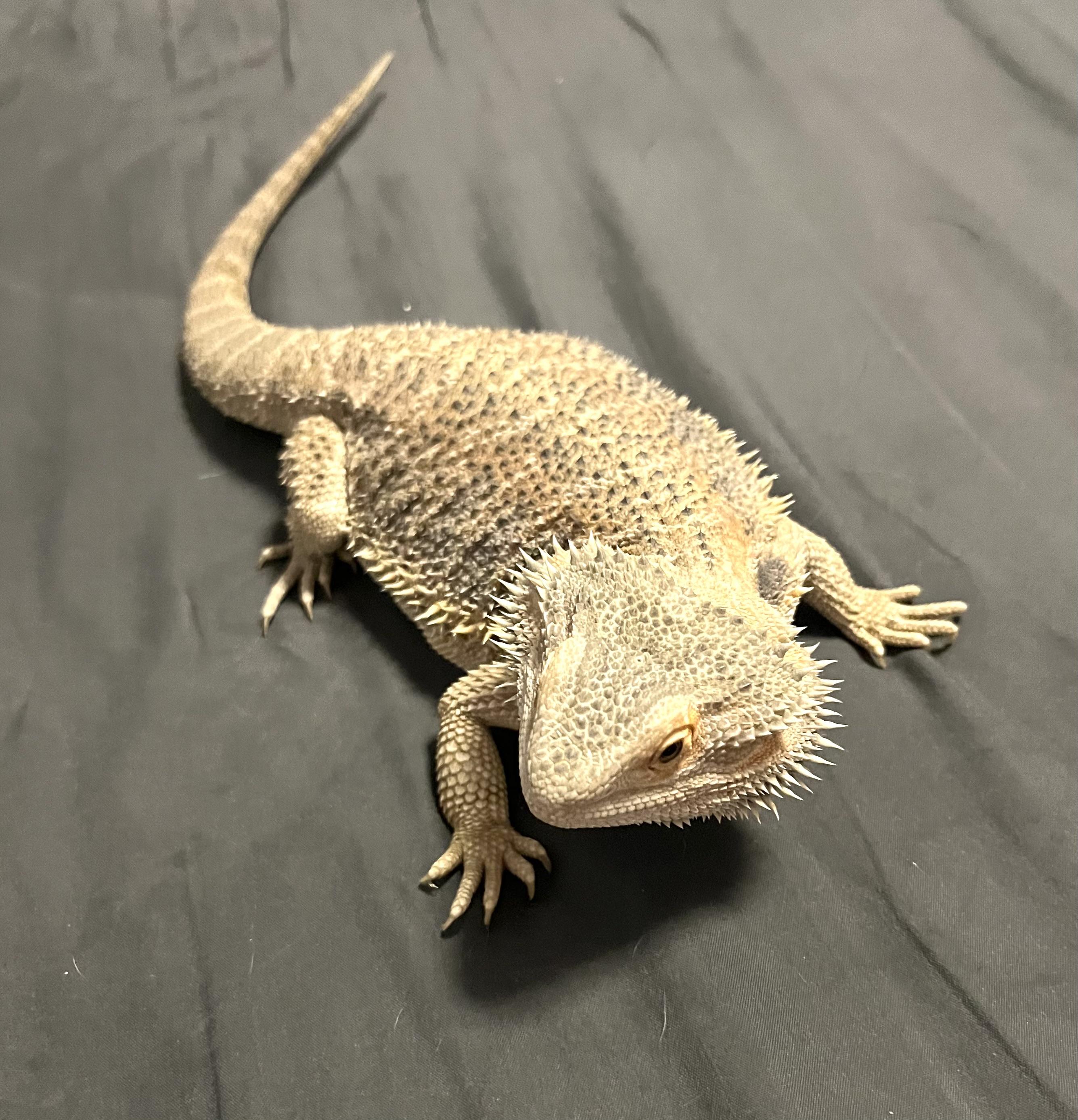 Pumpkin, an adopted Bearded Dragon in Woodlynne, NJ image 3/5