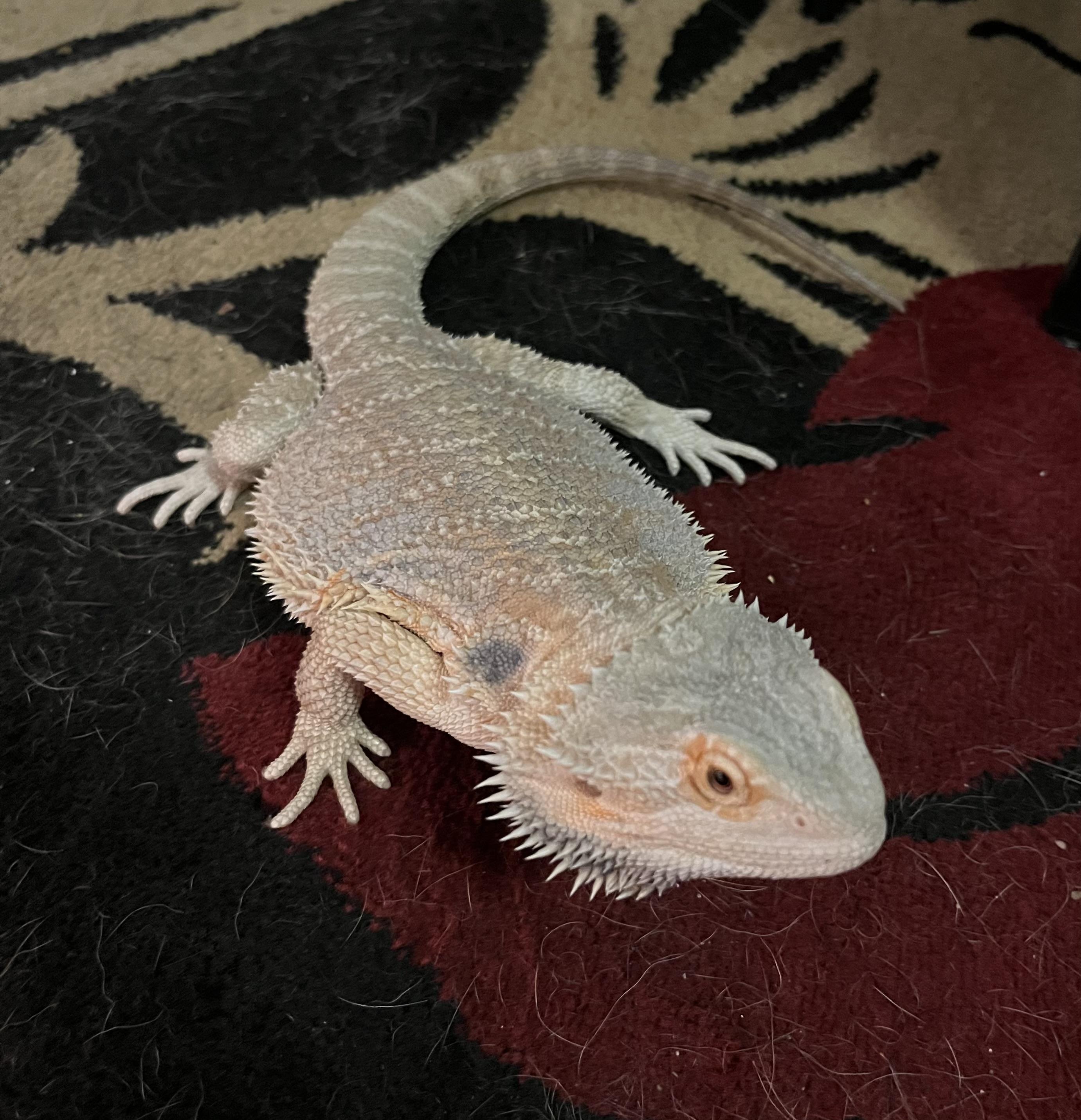 Pumpkin, an adopted Bearded Dragon in Woodlynne, NJ image 4/5