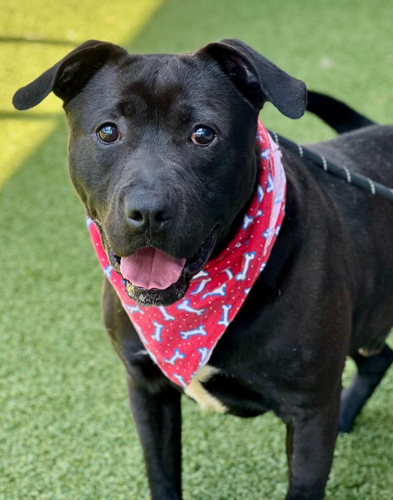 Enlarge Graham, a Adoptable mixed breed in Hartsville, SC image 1/6