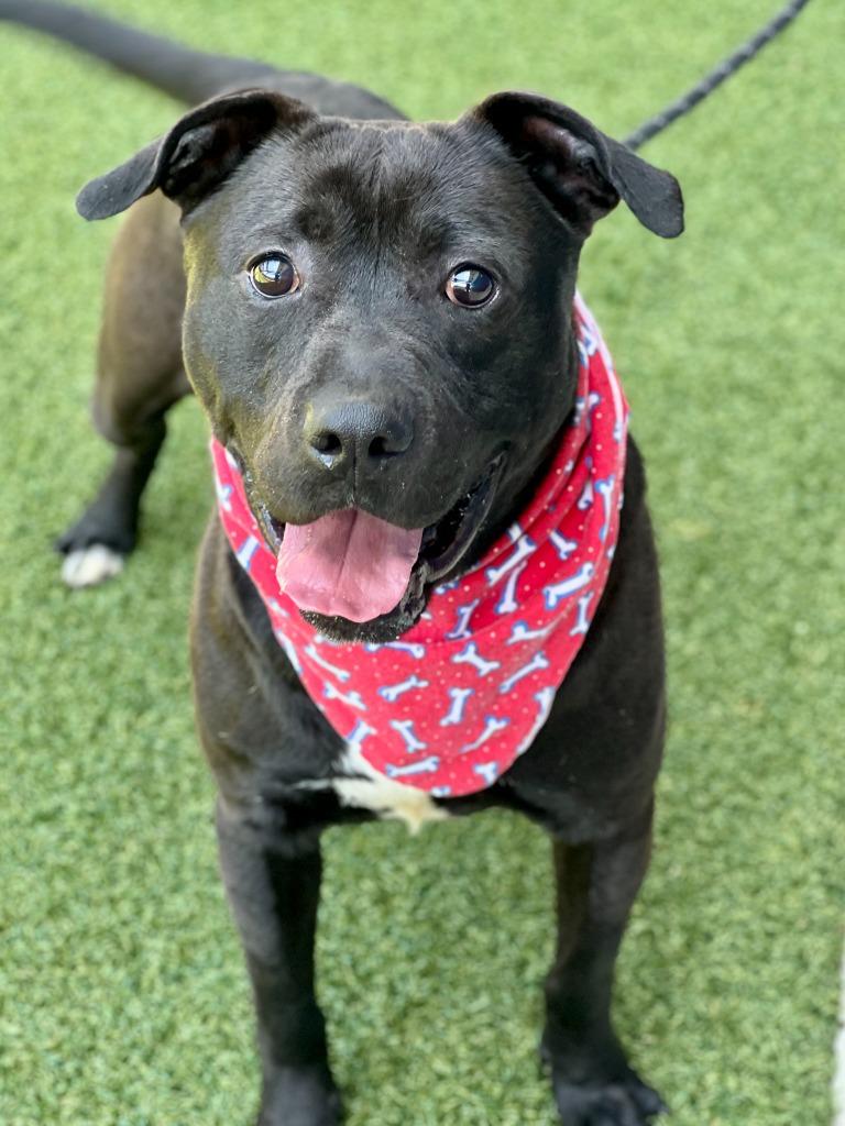 Enlarge Graham, a Adoptable mixed breed in Hartsville, SC image 2/6