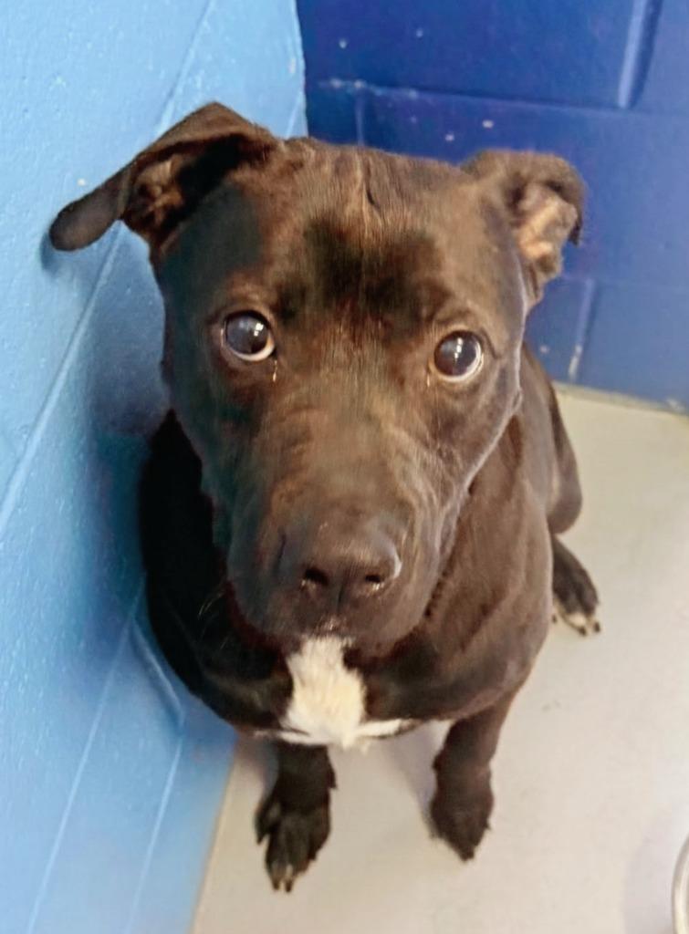 Enlarge Graham, a Adoptable mixed breed in Hartsville, SC image 3/6