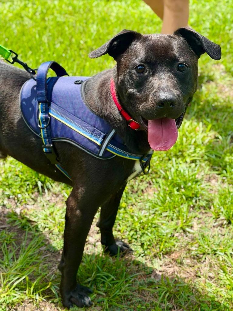 Enlarge Graham, a Adoptable mixed breed in Hartsville, SC image 3/5