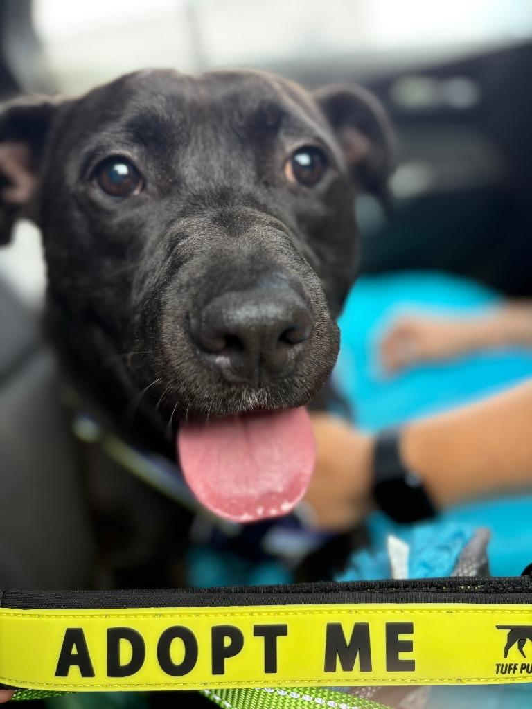 Enlarge Graham, a Adoptable mixed breed in Hartsville, SC image 4/5