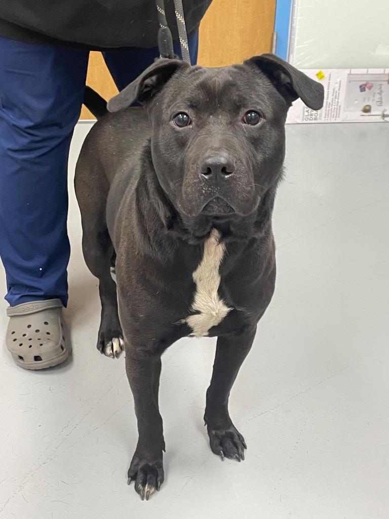 Enlarge Graham, a Adoptable mixed breed in Hartsville, SC image 4/6