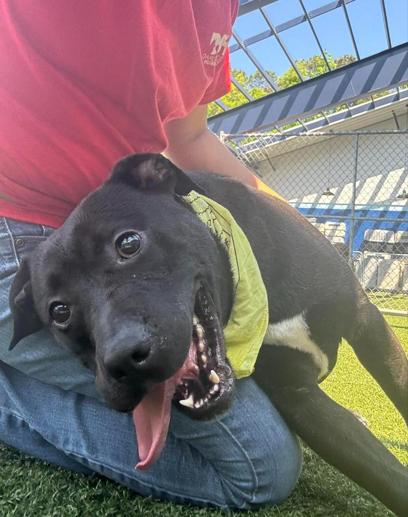 Enlarge Graham, a Adoptable mixed breed in Hartsville, SC image 5/6
