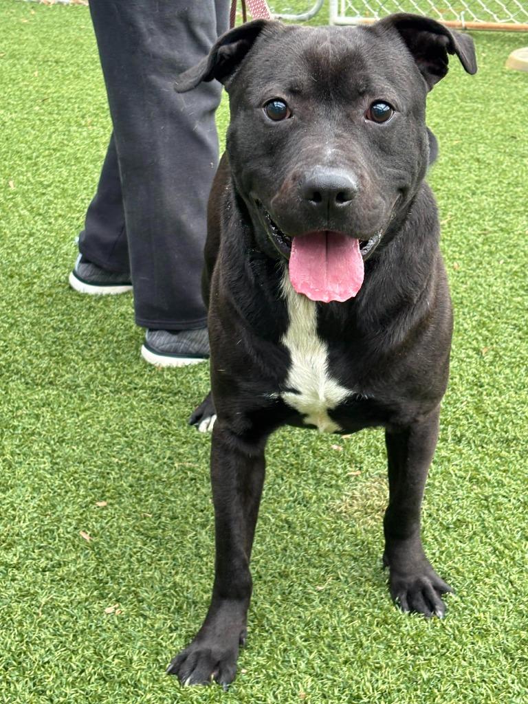 Enlarge Graham, a Adoptable mixed breed in Hartsville, SC image 6/6