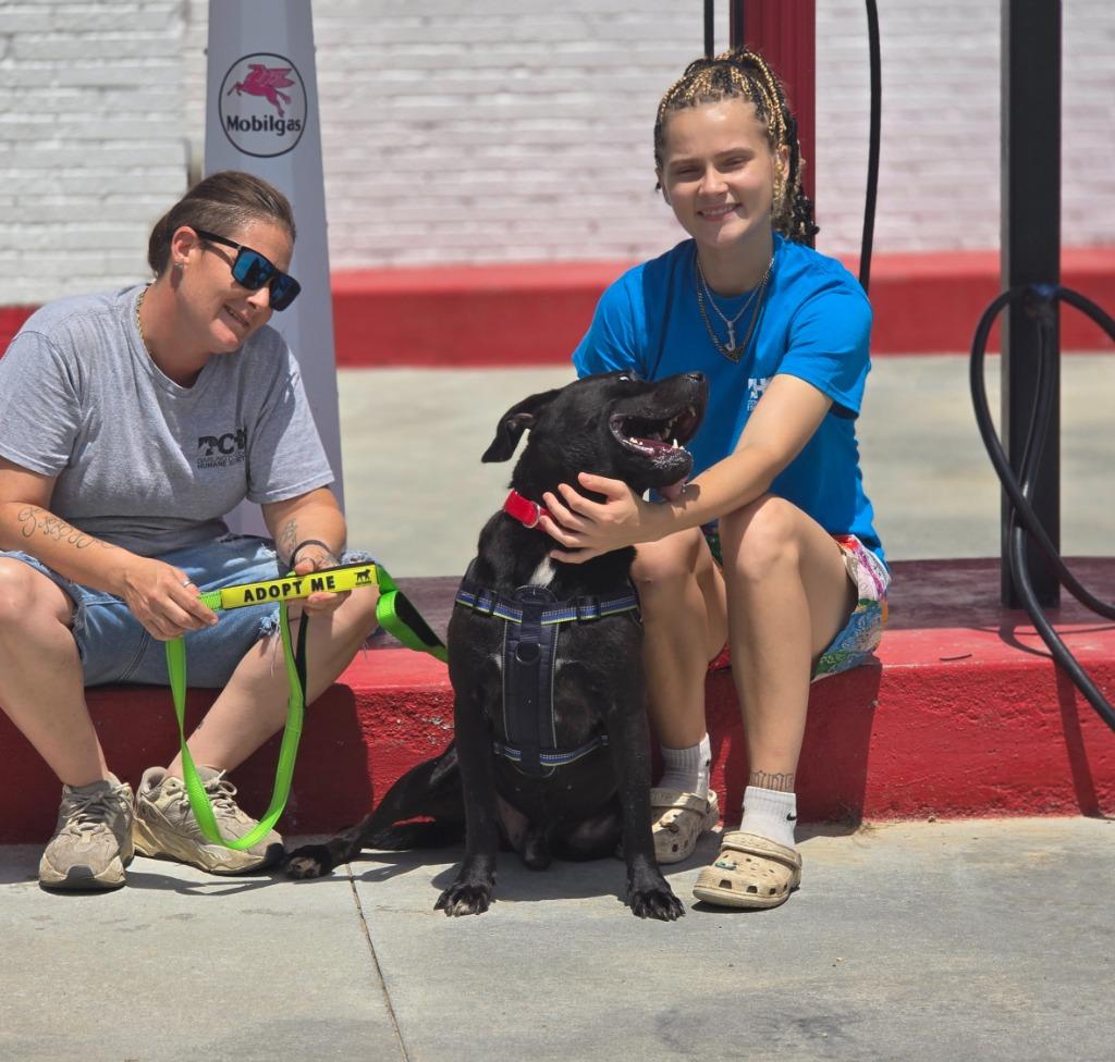 Enlarge Graham, a Adoptable mixed breed in Hartsville, SC image 5/5