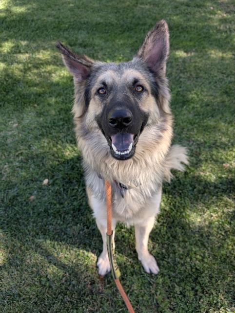 JASON, Adoptable, Adult Male German Shepherd Dog & Mixed Breed.