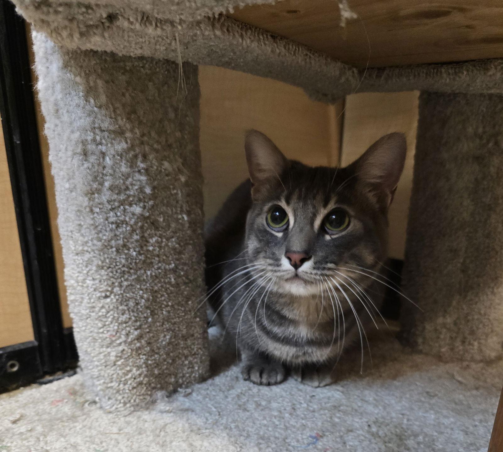 Enlarge Ash, a Adoptable Domestic Short Hair in Rowlett, TX image 1/3