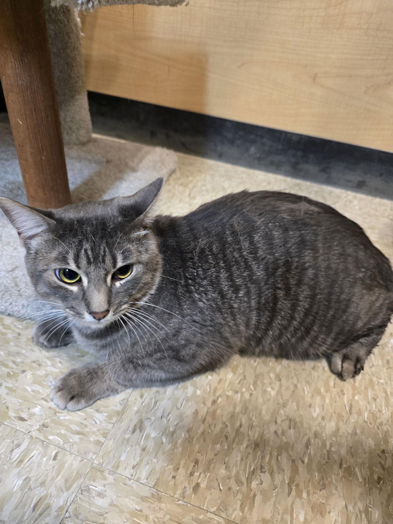 Enlarge Ash, a Adoptable Domestic Short Hair in Rowlett, TX image 2/3