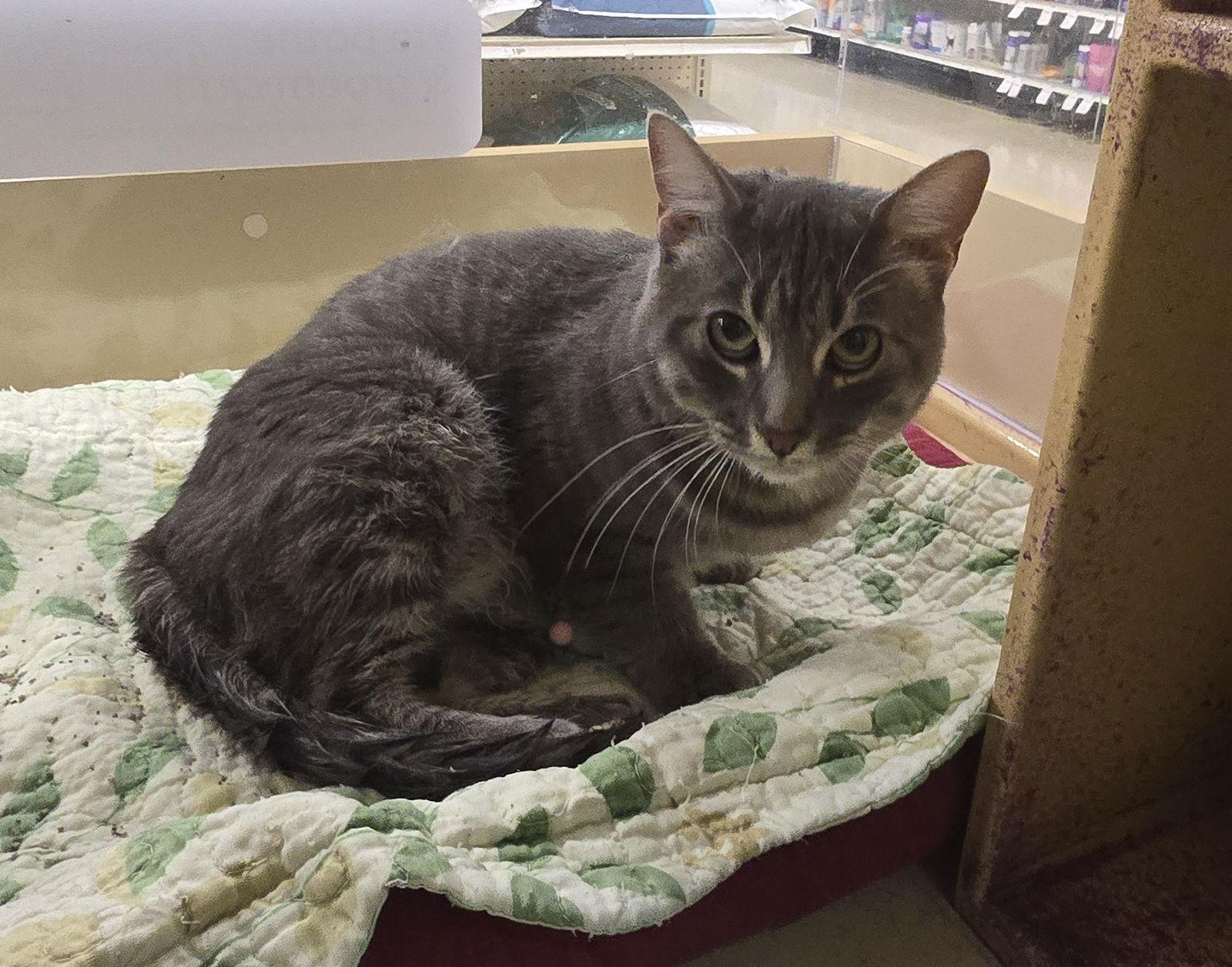 Enlarge Ash, a Adoptable Domestic Short Hair in Rowlett, TX image 3/3