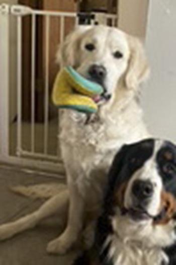 Lady, Adopted, Adult Female Golden Retriever.