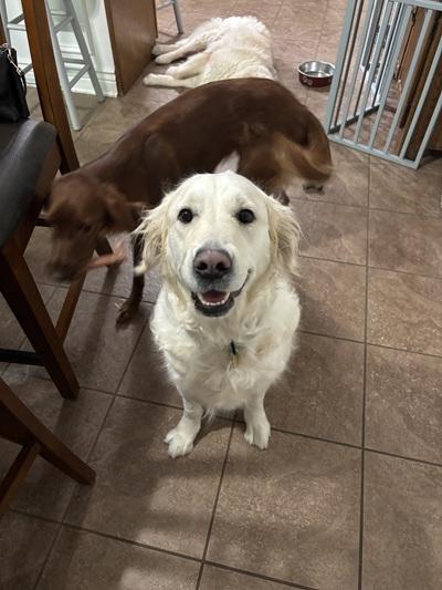 Enlarge Lady, a Adopted Golden Retriever in Cleveland, OH image 2/2