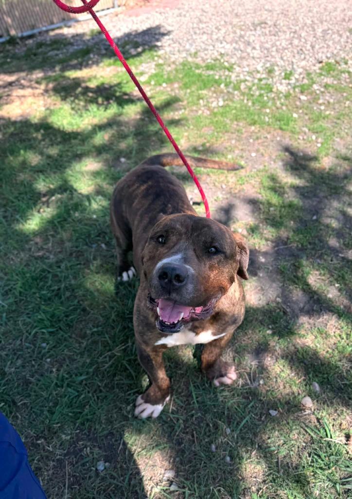 Manu, Adoptable, Adult Male Boxer & Dachshund.