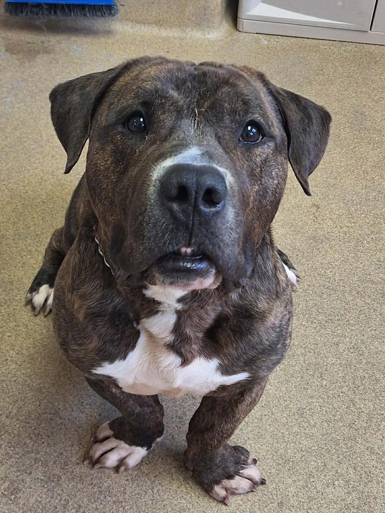 Enlarge Manu, a Adoptable mixed breed in Grand Forks, ND image 2/3