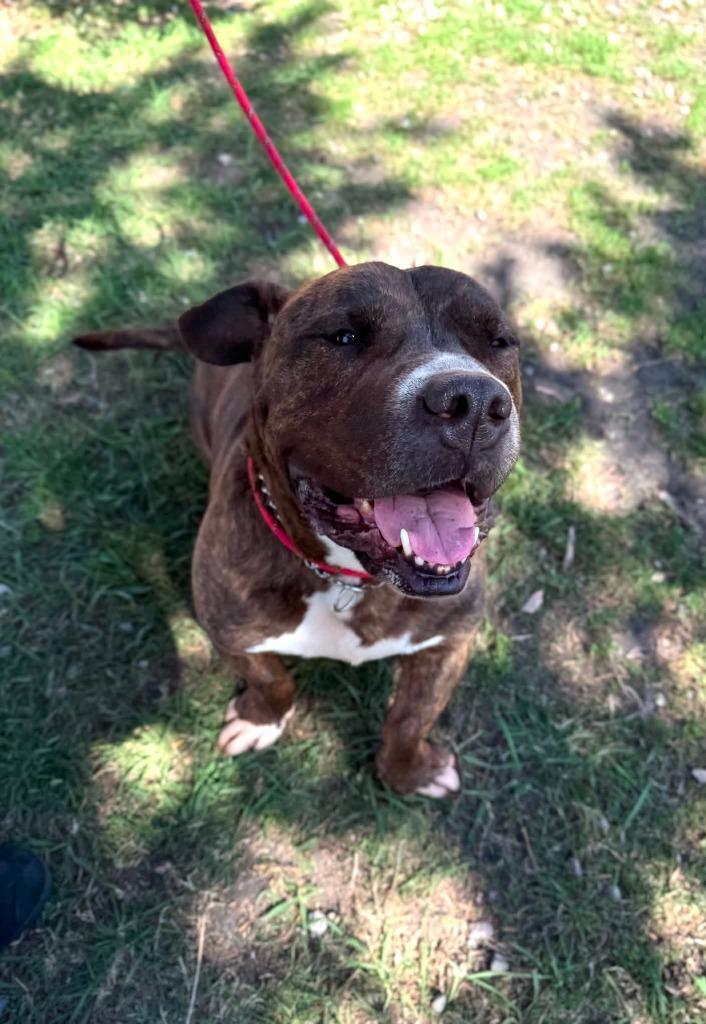 Enlarge Manu, a Adoptable mixed breed in Grand Forks, ND image 3/3